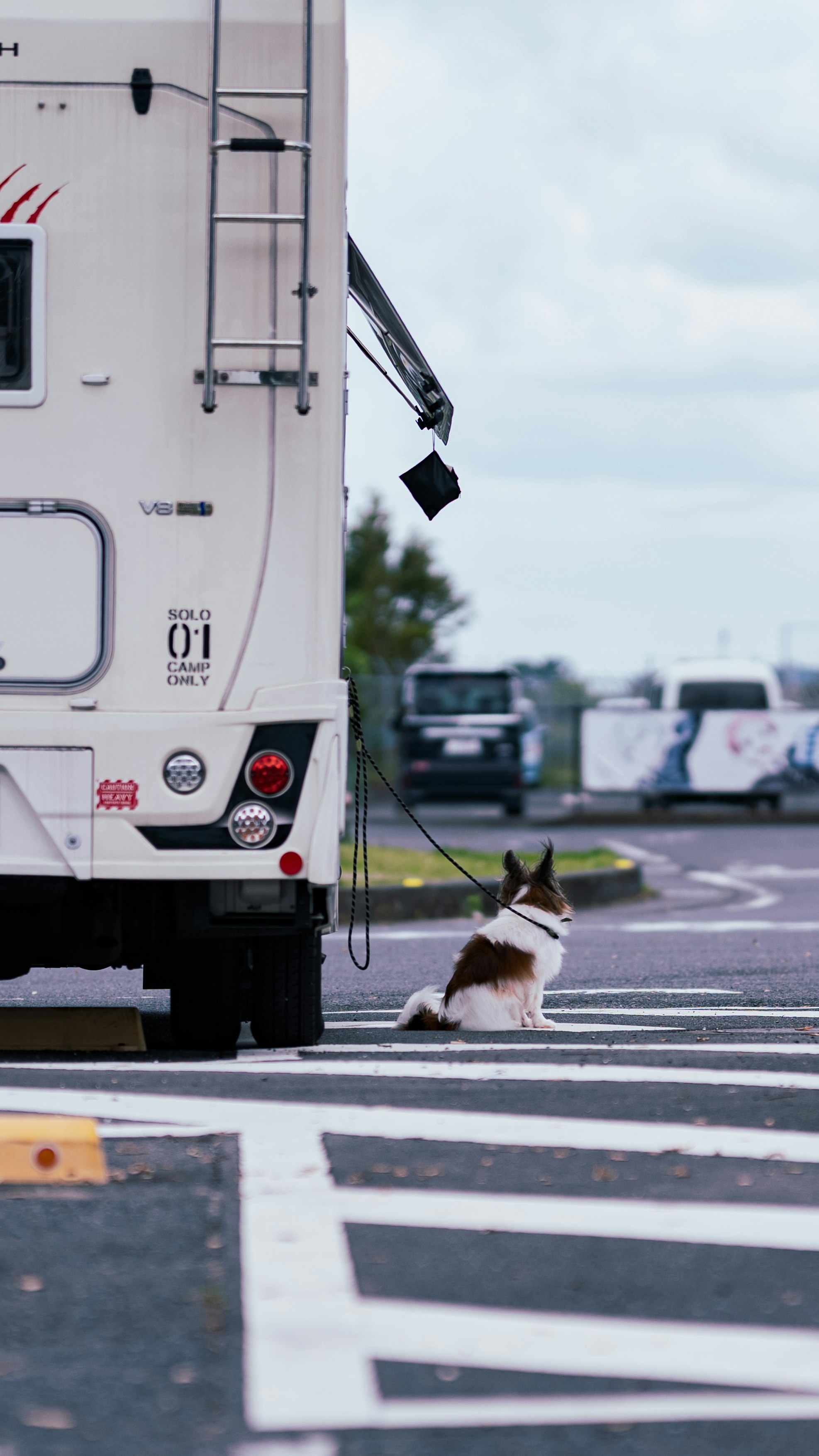 道路を横切る犬とバンのある街の風景
