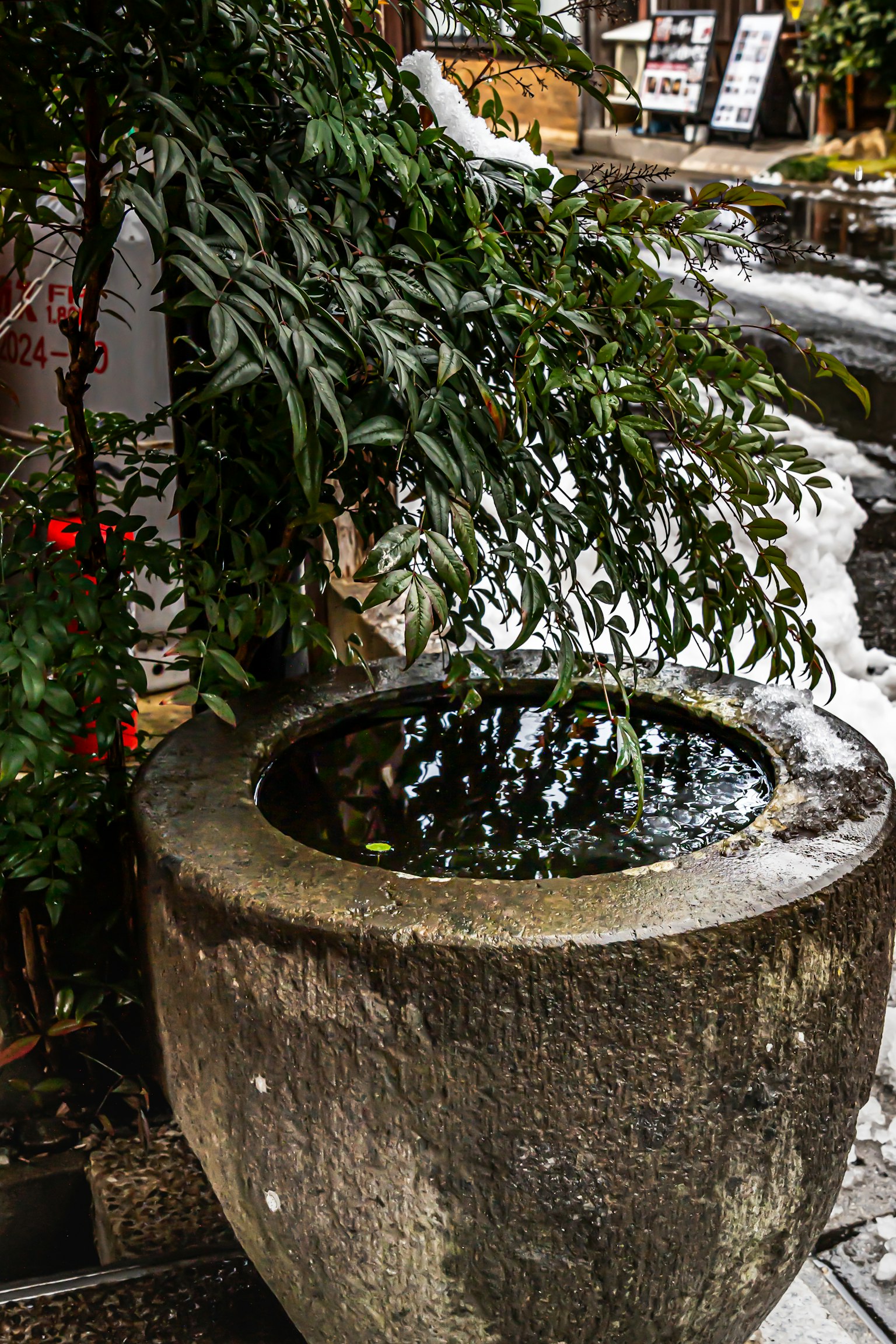 Round stone water basin reflecting green leaves