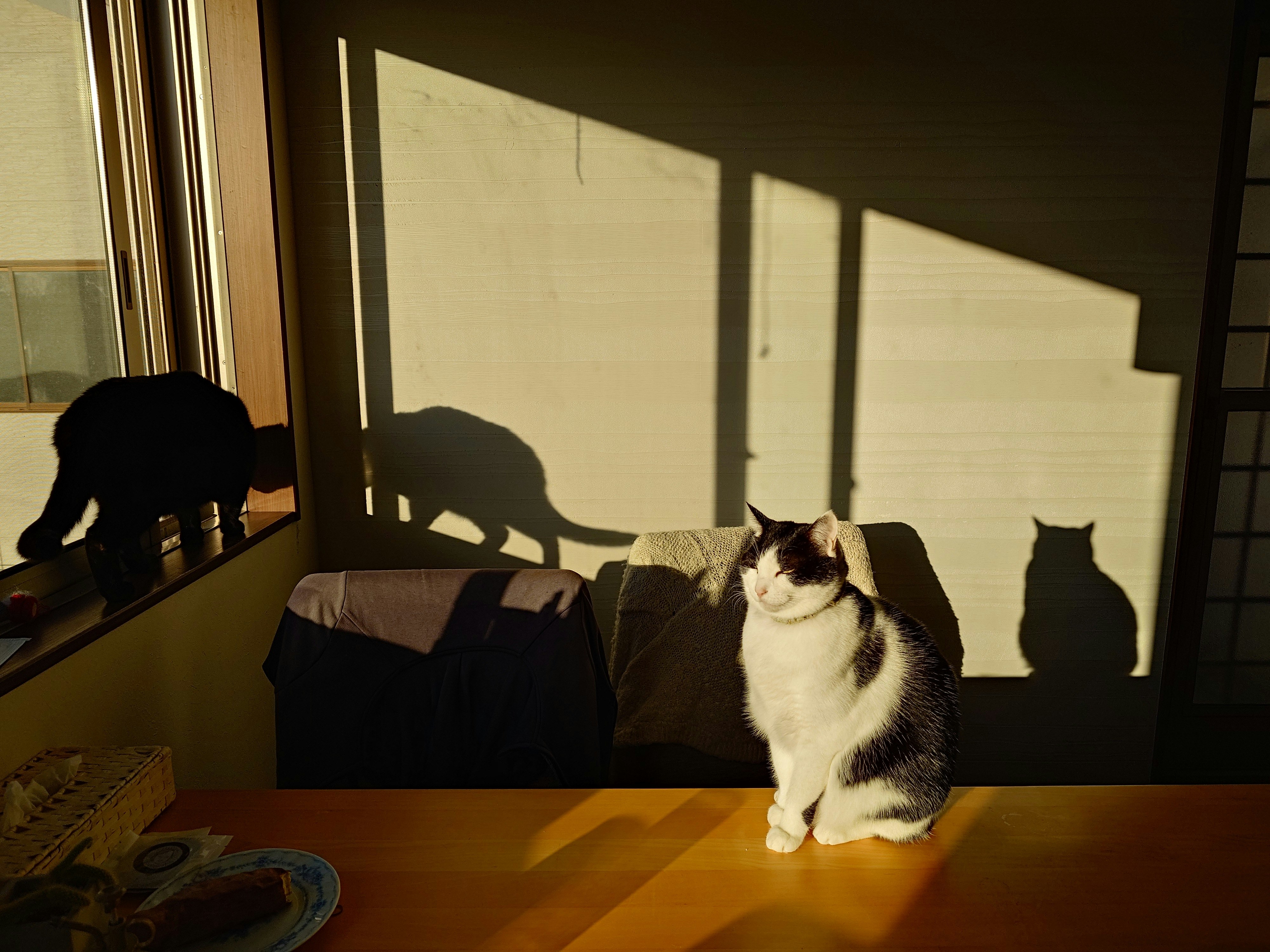 日差しの差し込む室内で影と一緒に見つめる猫