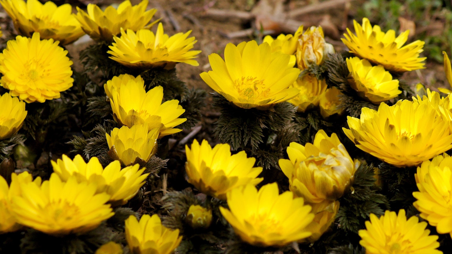 Close-up of yellow flowers blooming on the ground