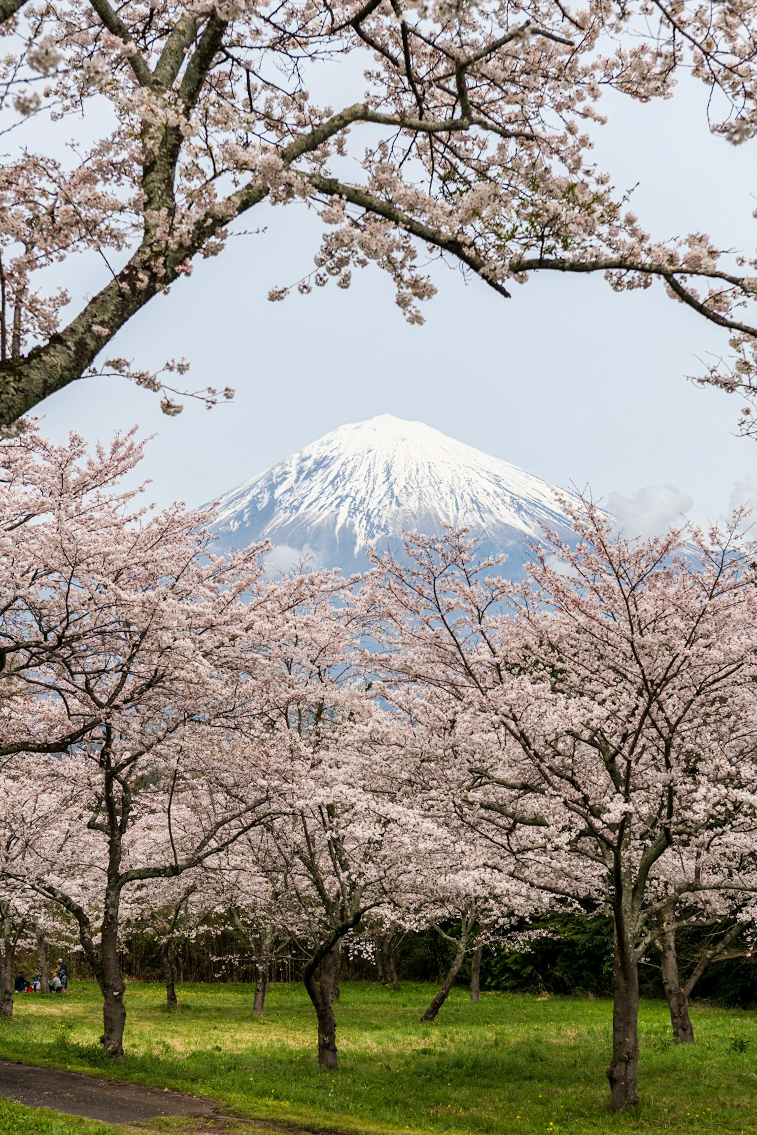富士山被樱花树环绕的美丽景观