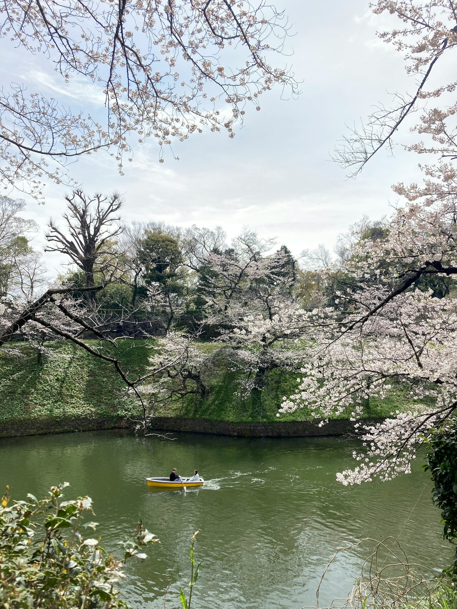 Persona remando en canoa en un estanque rodeado de cerezos en flor