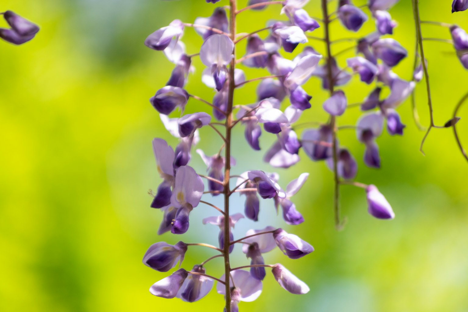 Lila Wisteria-Blüten hängen vor einem grünen Hintergrund