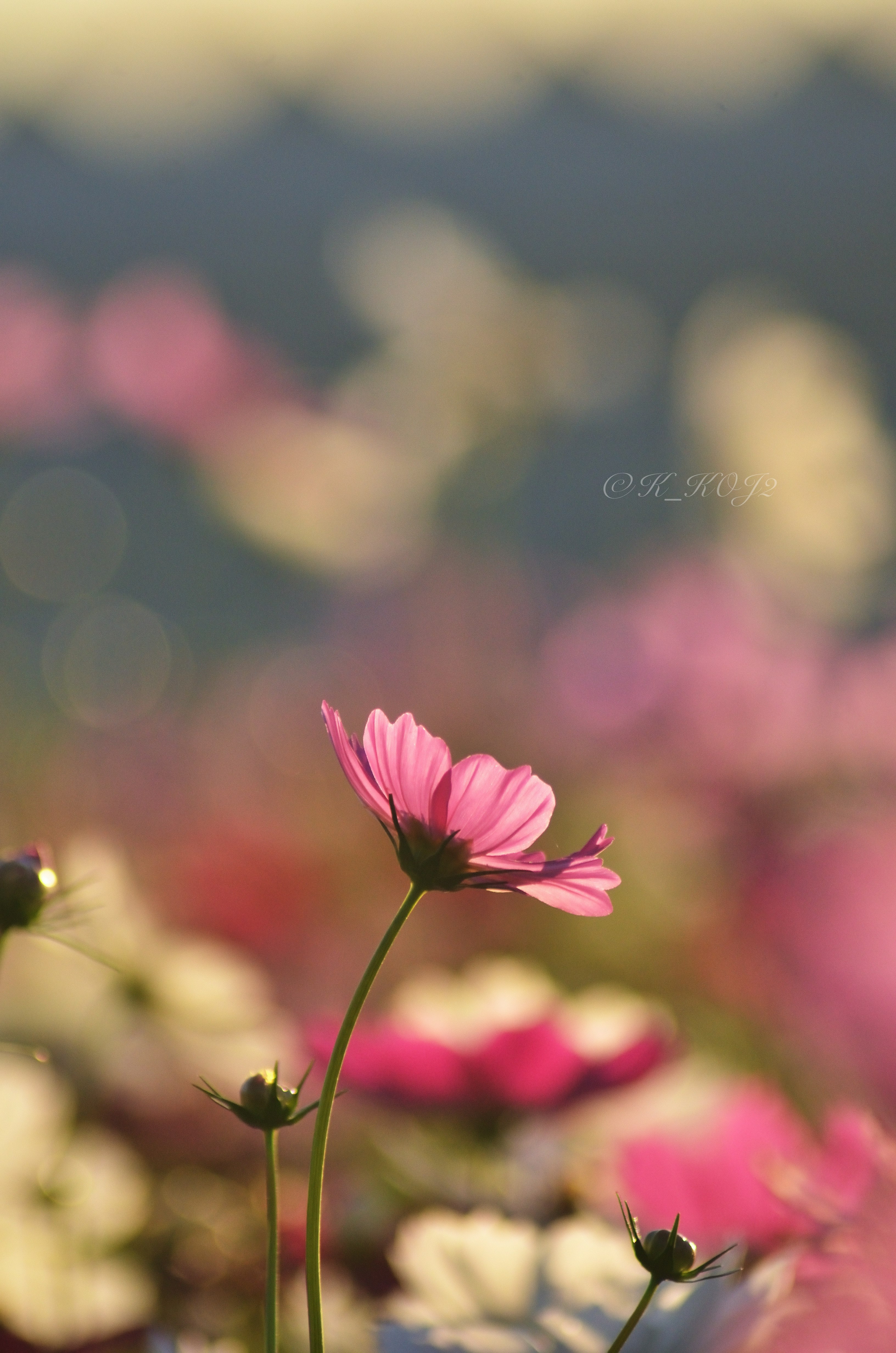 粉色格桑花（秋桜）與虛化的花海背景