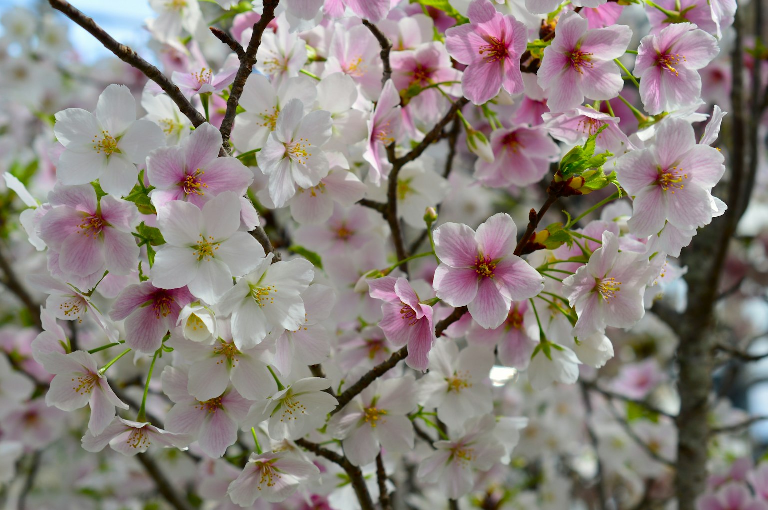 Close-up bunga sakura di cabang pohon