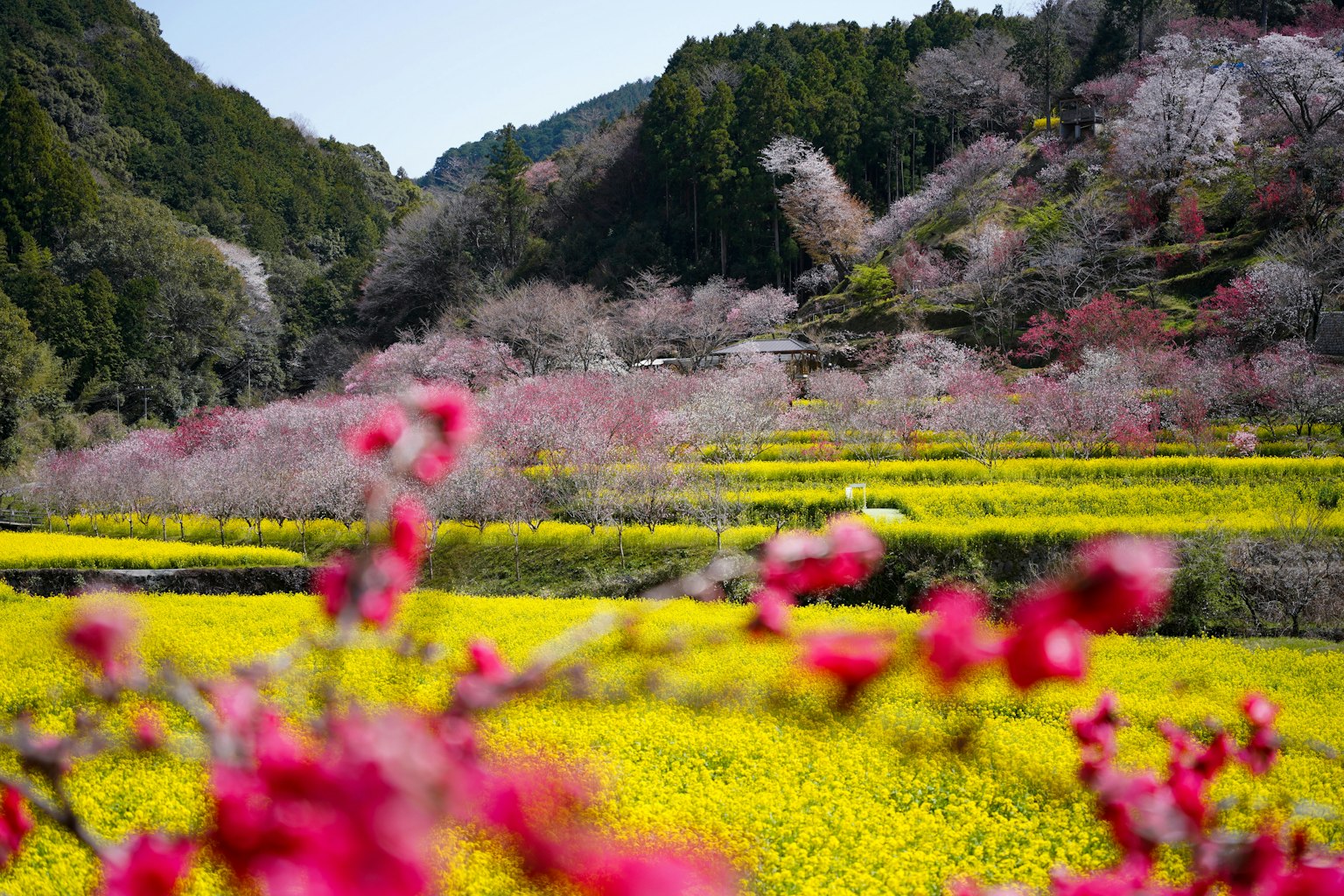 美麗的農村風景，春天花朵盛開