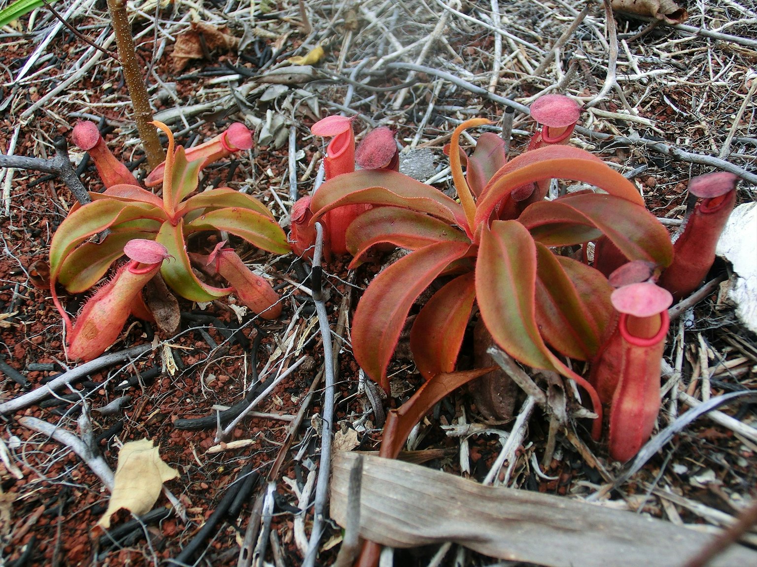 Red Nepenthes plants growing from the ground