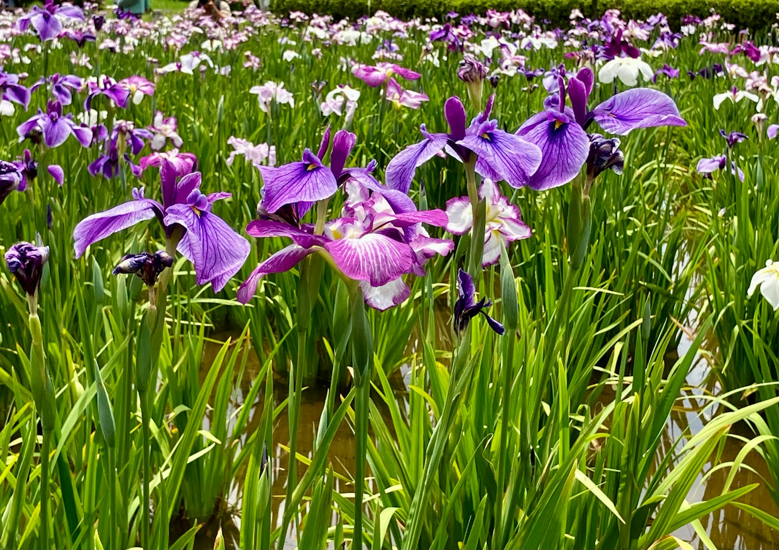 Bellissimo campo di iris con fiori viola e bianchi