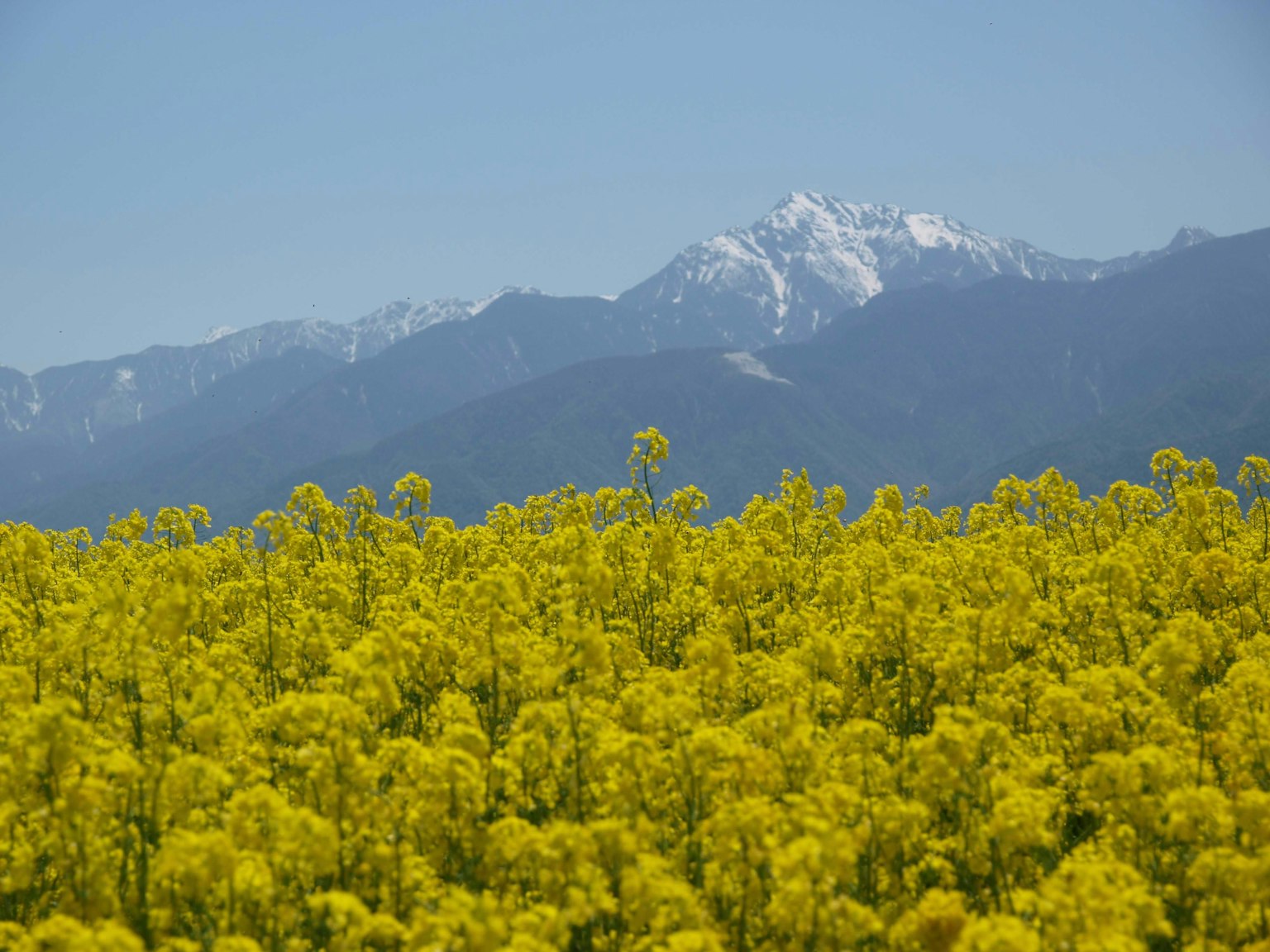 Eine Landschaft mit einem Feld von gelben Rapsblüten und schneebedeckten Bergen im Hintergrund