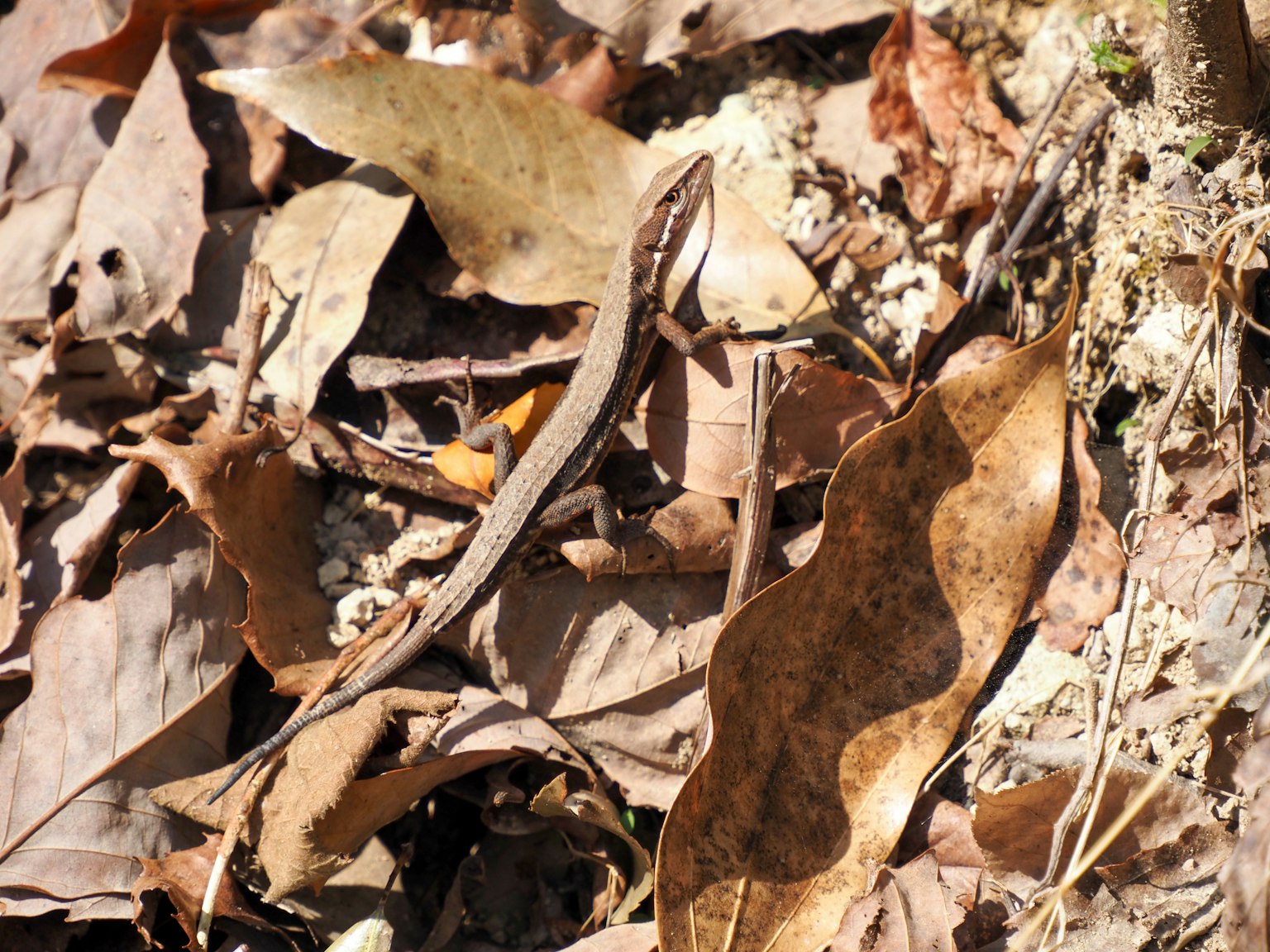 A slender lizard resting among fallen leaves