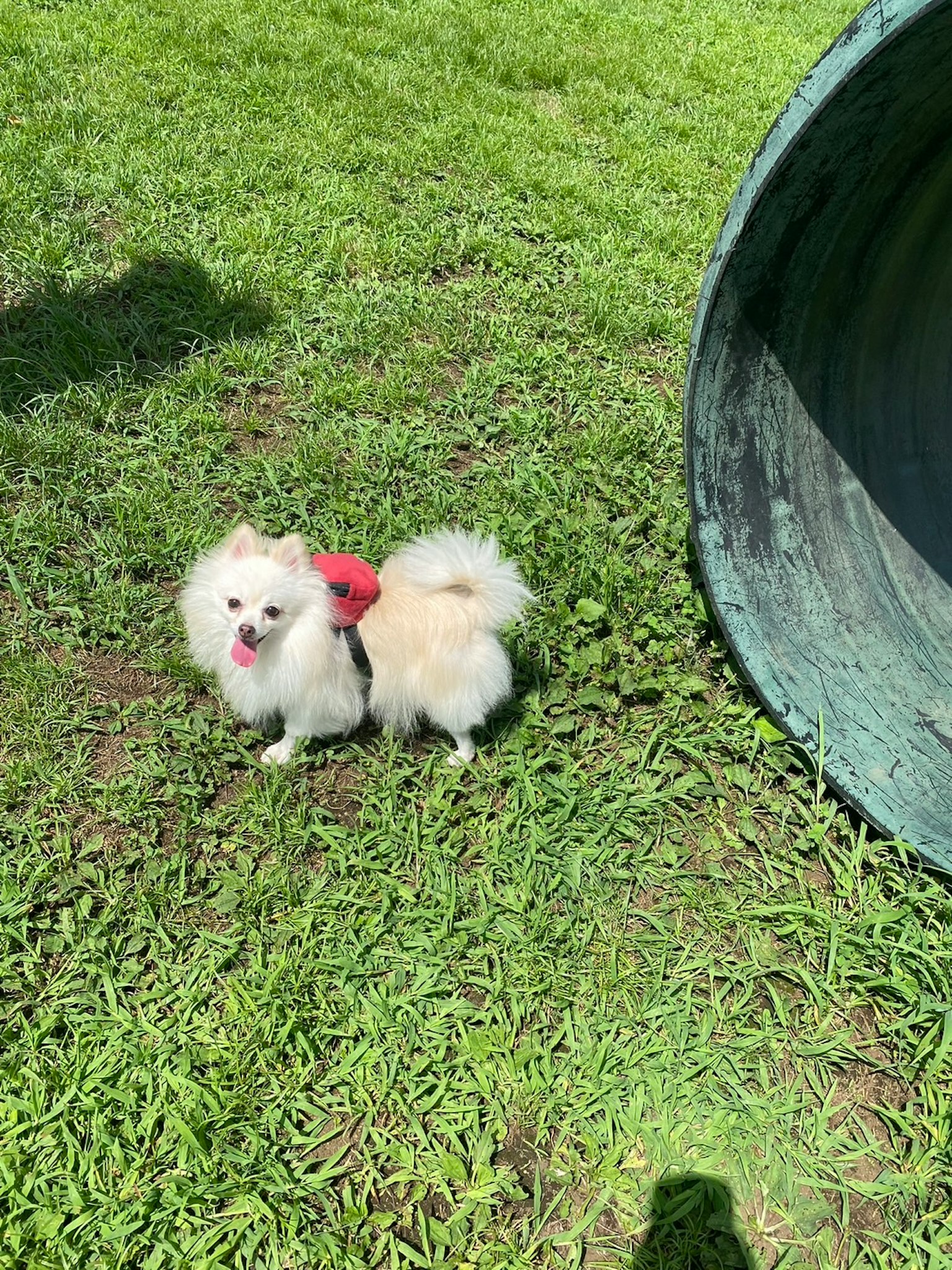 Un Pomerania blanco con un arnés rojo está de pie sobre la hierba junto a un gran tubo de metal