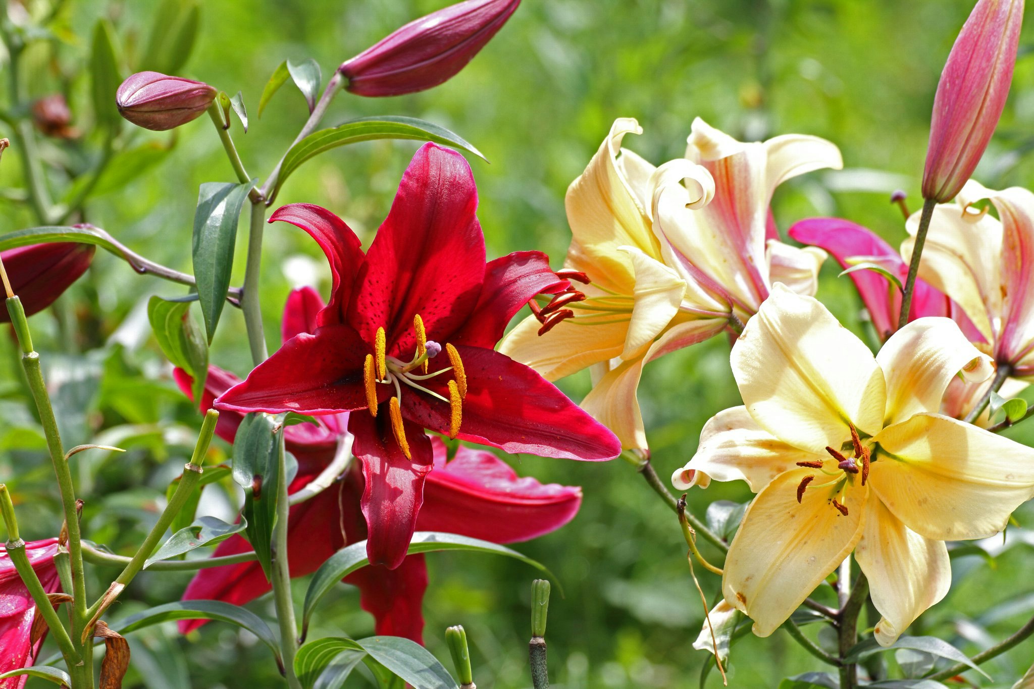 色とりどりのユリの花が咲く庭の花壇