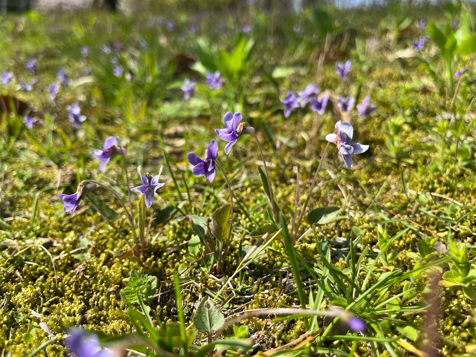 Primer plano de pequeñas flores moradas floreciendo en hierba verde