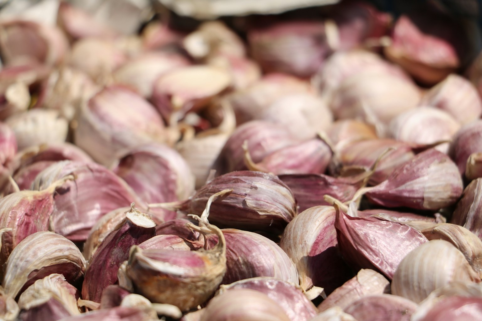 Gros plan sur de nombreuses gousses d'ail avec des peaux violettes