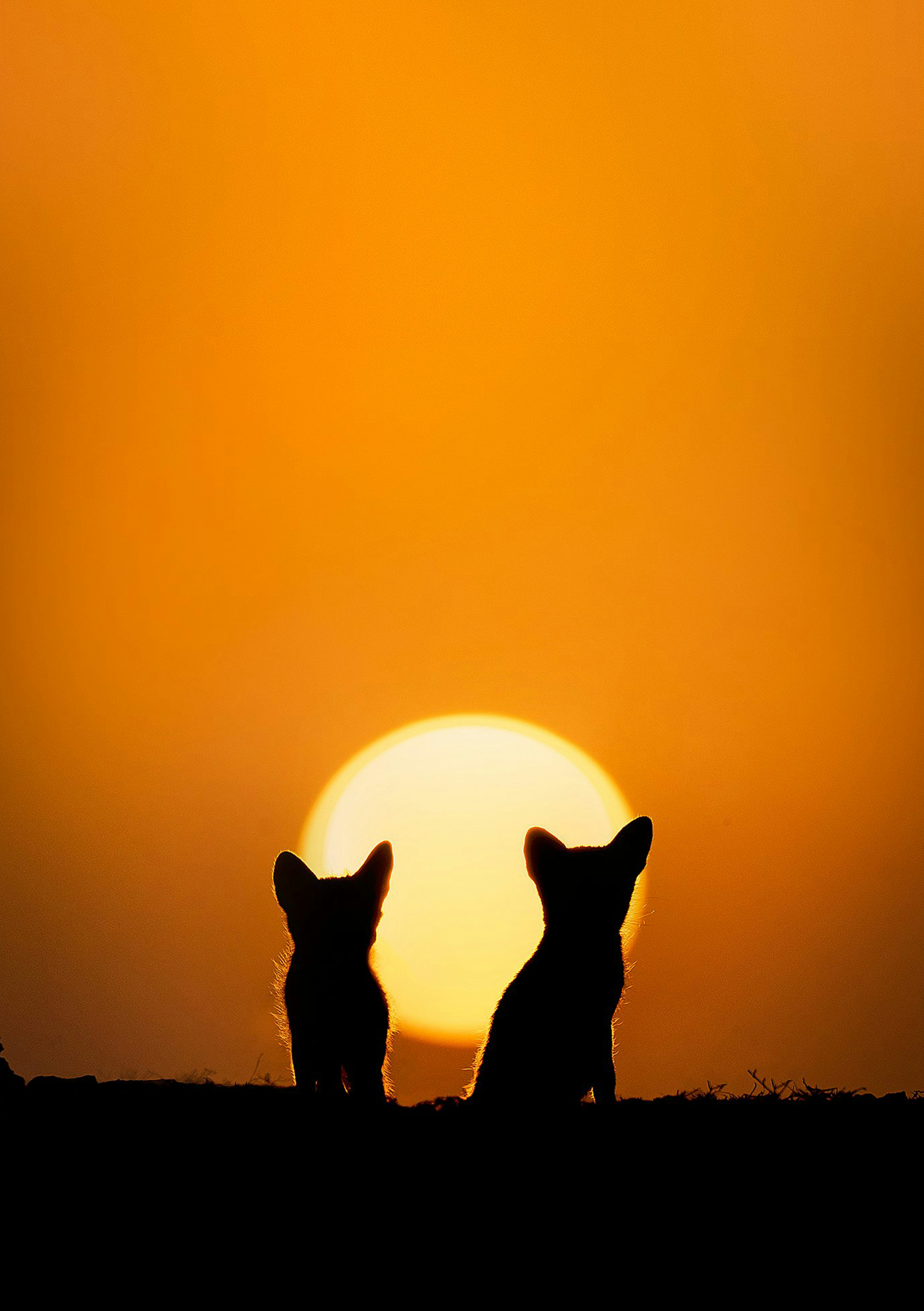 夕日に照らされた砂漠のキツネの子犬たち