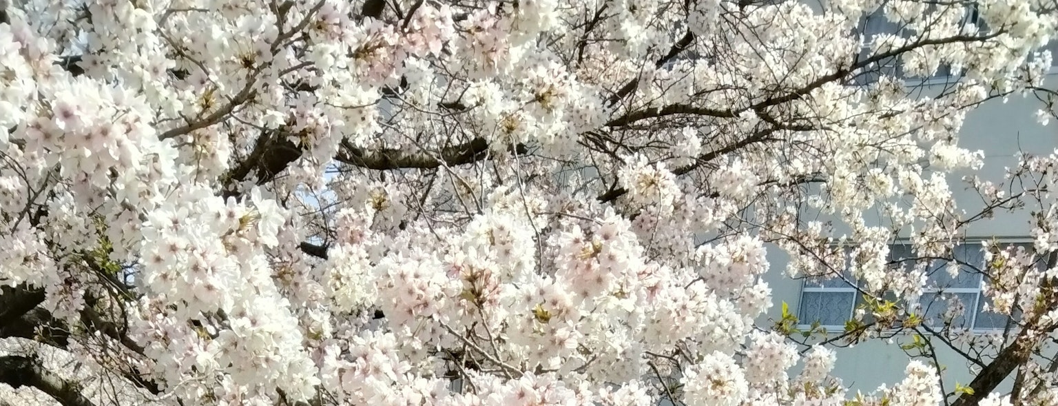 Bellissimo scenario di ciliegi in fiore