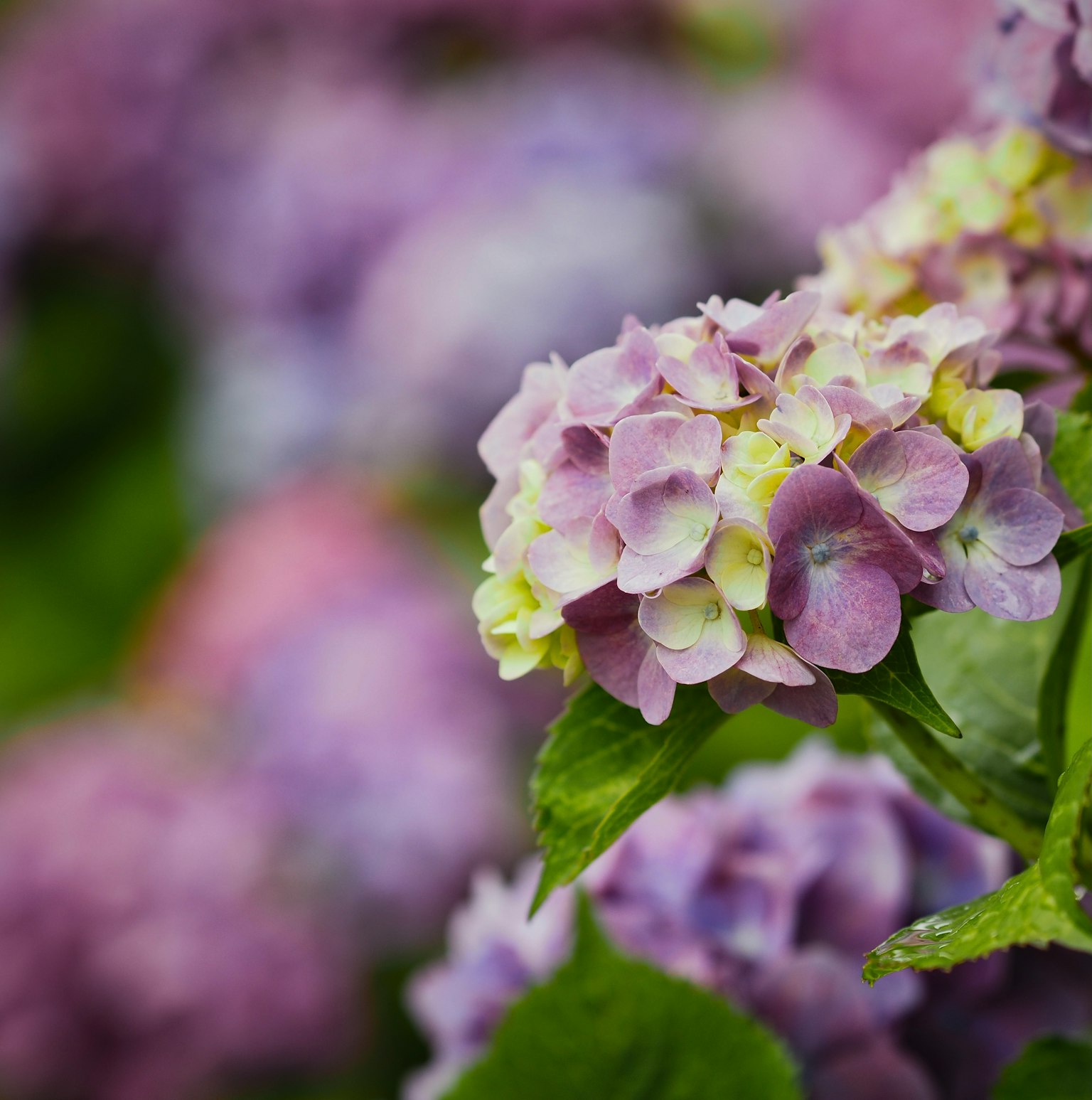 紫色のあじさいの花が咲いている様子