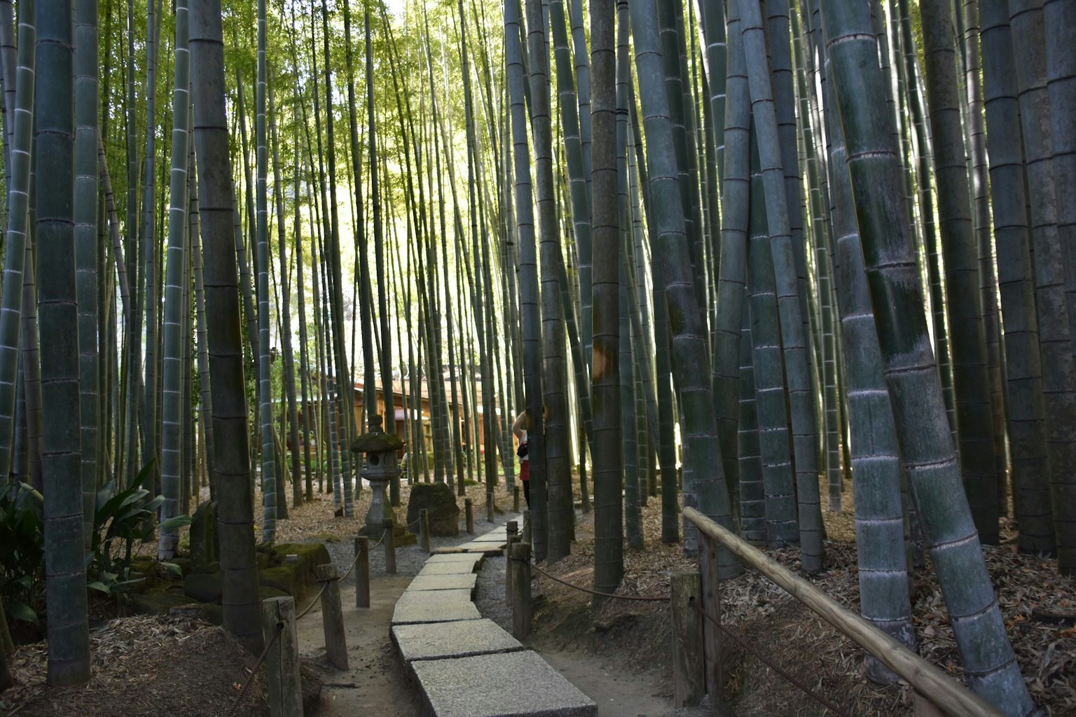 Camino sereno que serpentea a través de un bosque de bambú