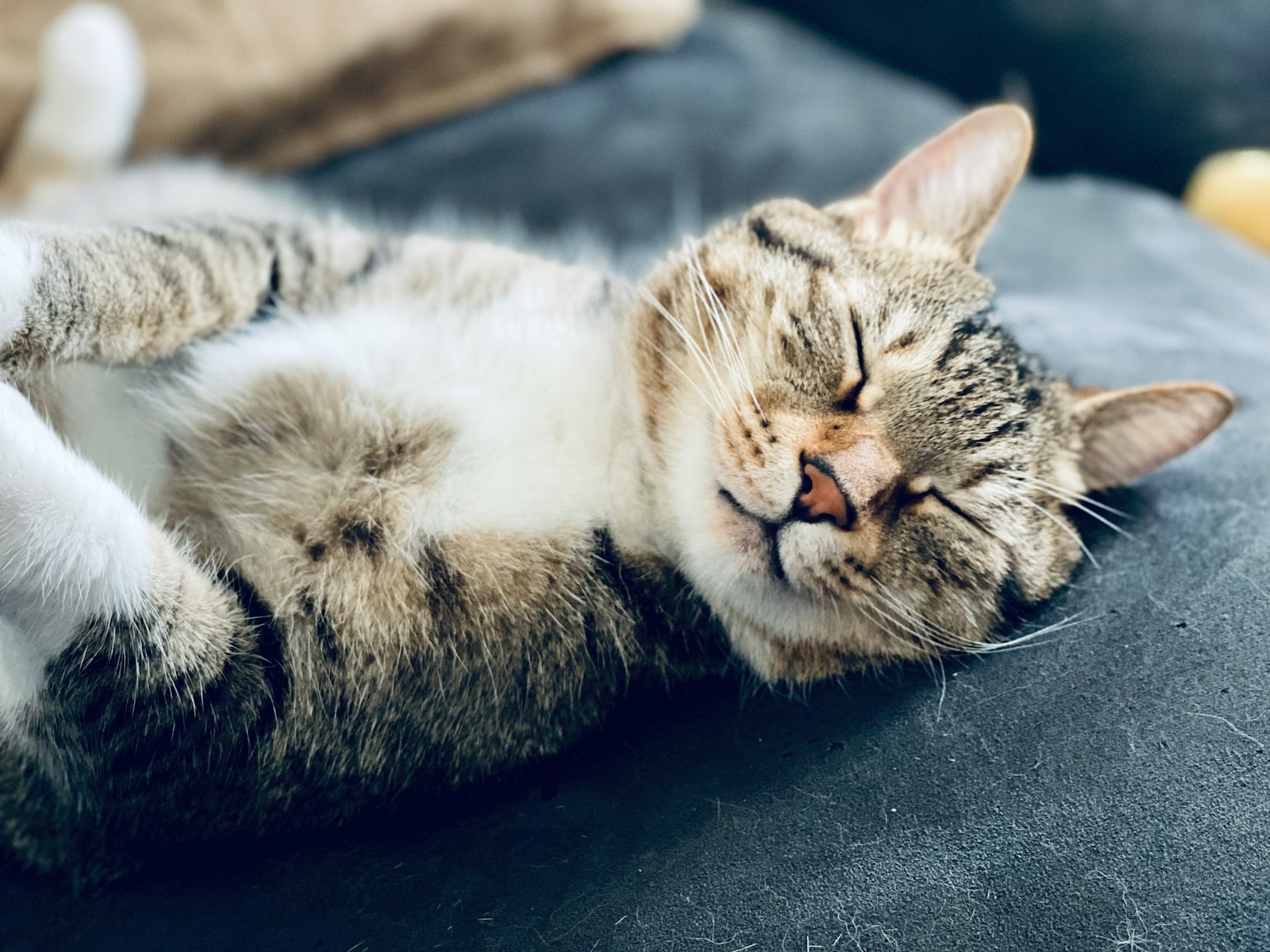 一只躺在沙发上睡觉的猫，毛发柔软，表情宁静