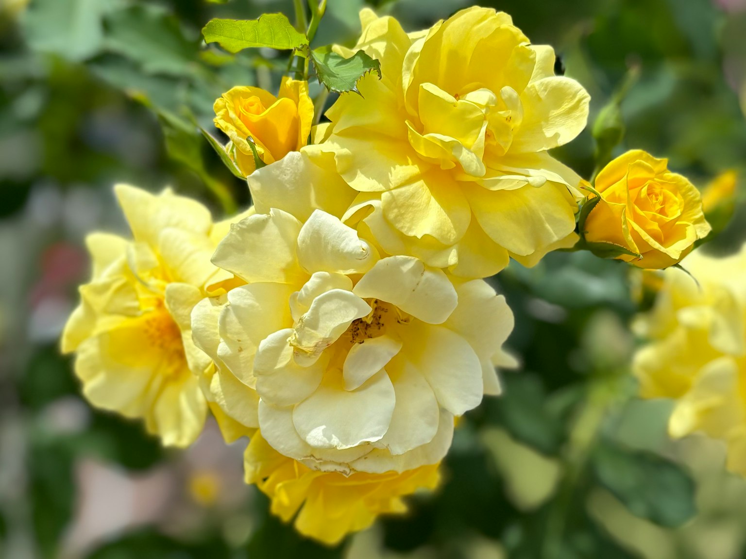 A vibrant bouquet of yellow roses surrounded by green leaves