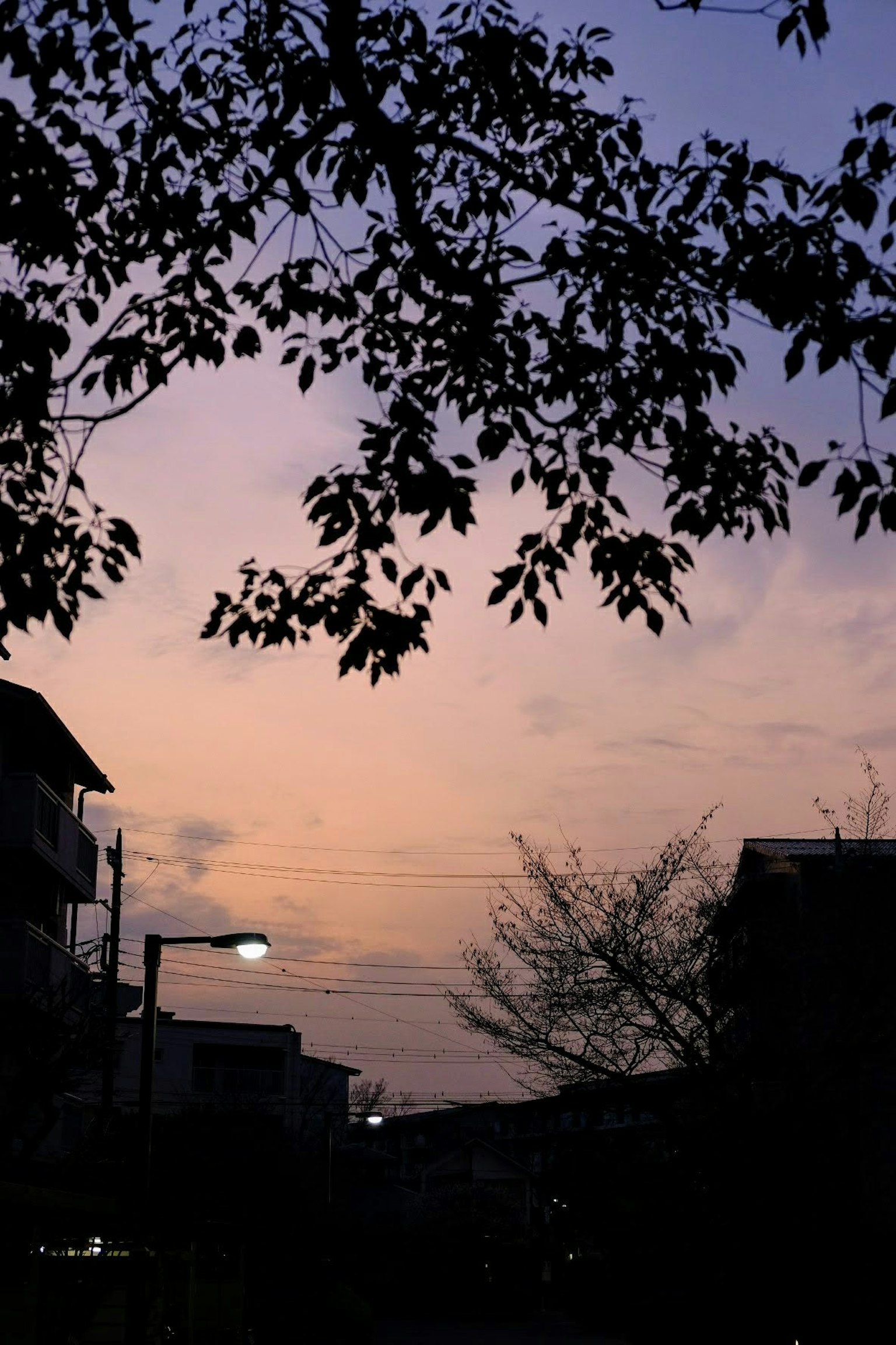 Escena de parque al atardecer con cielo morado y naranja silueta de hojas