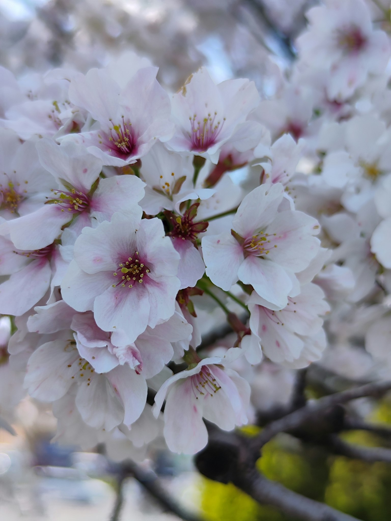 Foto in primo piano di fiori di ciliegio in piena fioritura