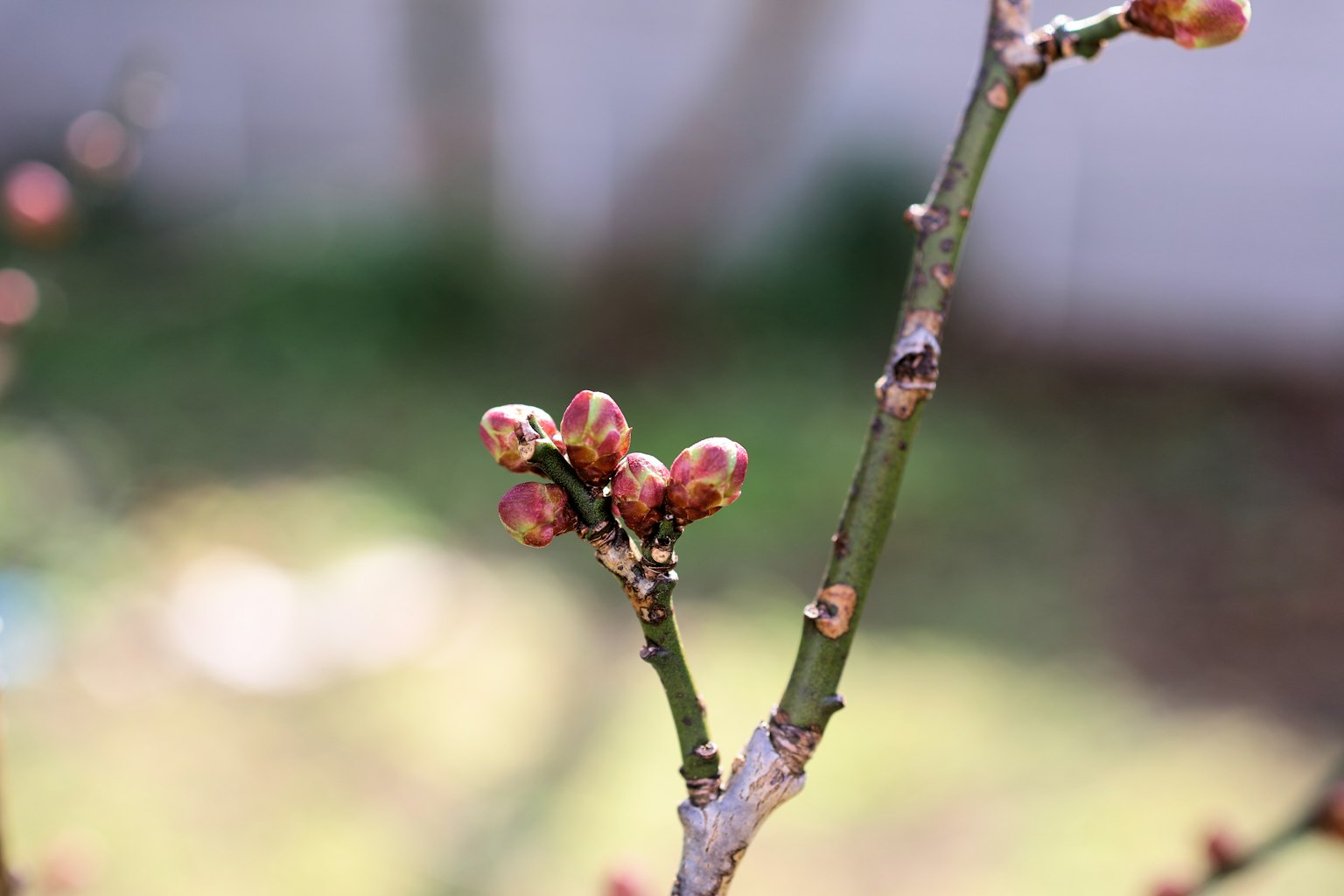 Bourgeons sur une branche indiquant la croissance printanière