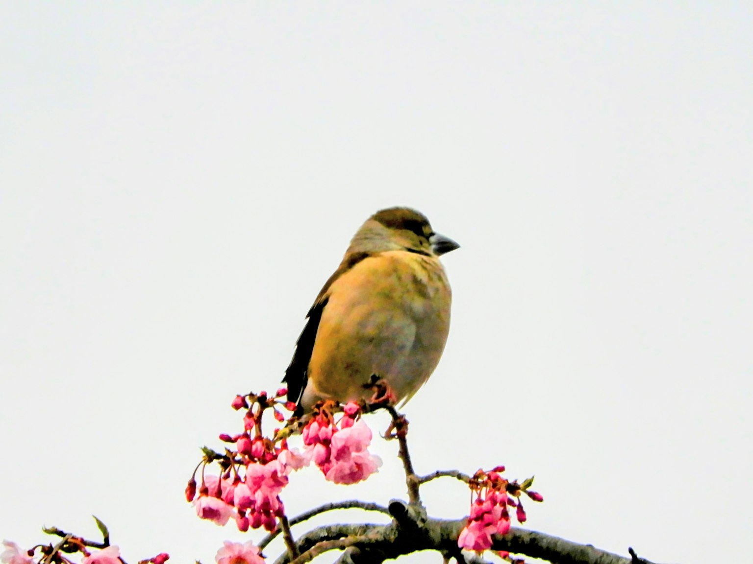 A small bird perched on cherry blossoms