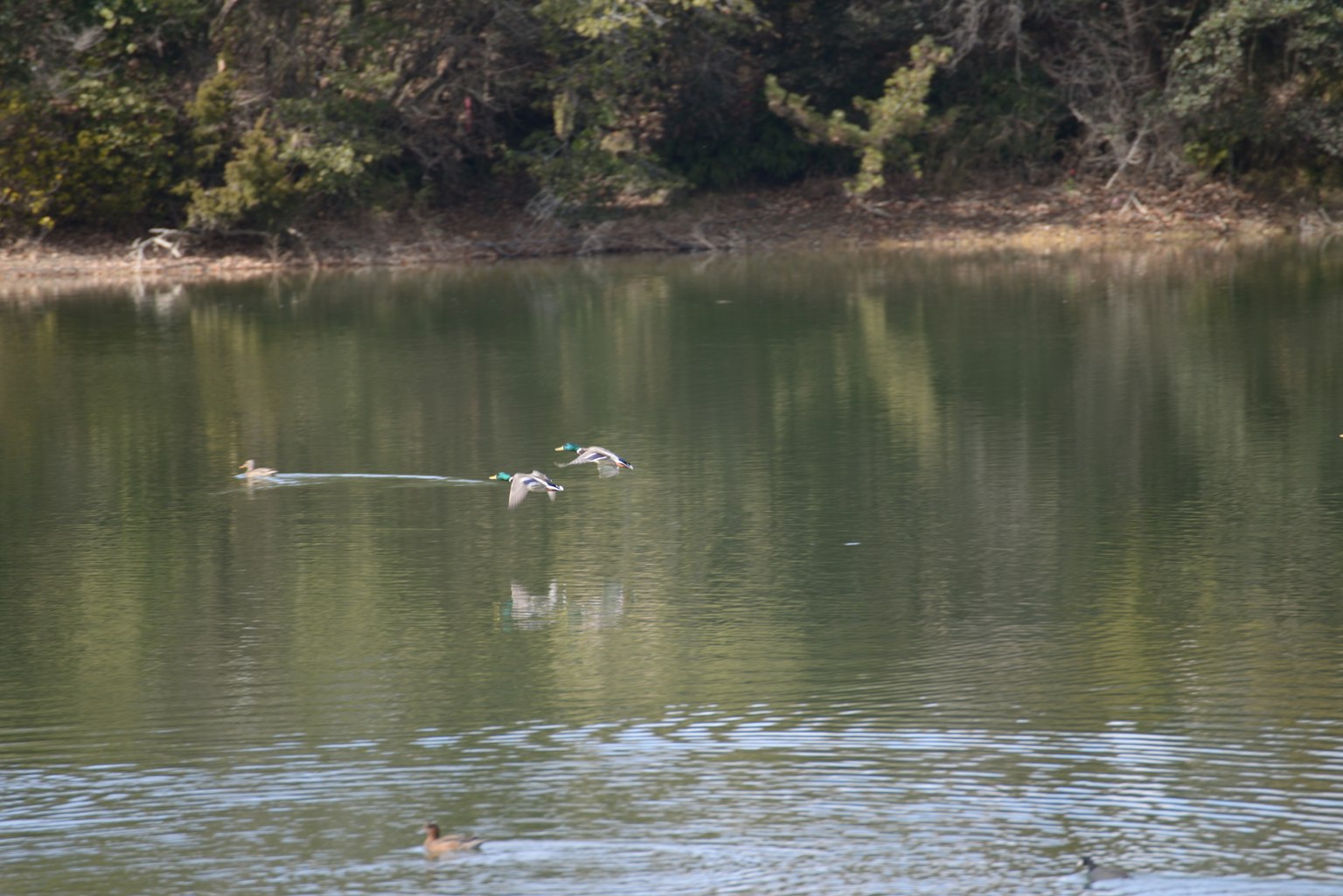 Seekor burung terbang di atas danau tenang dengan batang kayu mengapung dan pantulan