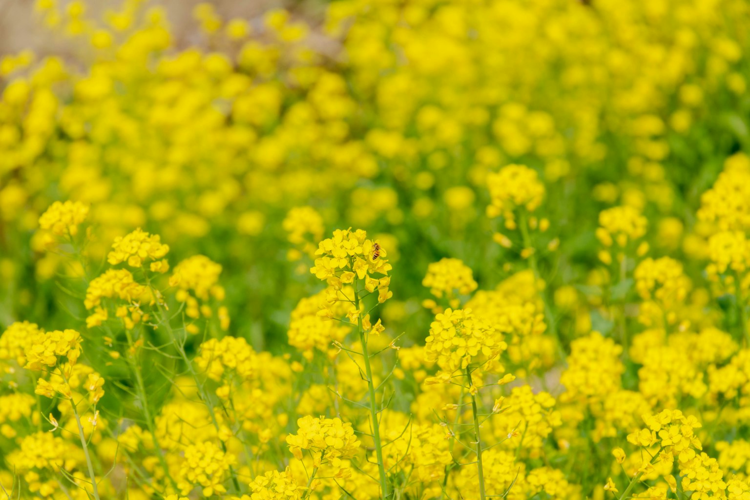 盛開的明亮黃色花朵的田野