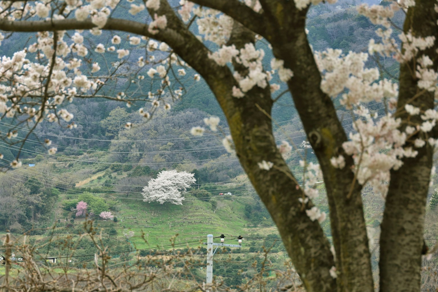 Pohon sakura berbunga dengan pemandangan hijau
