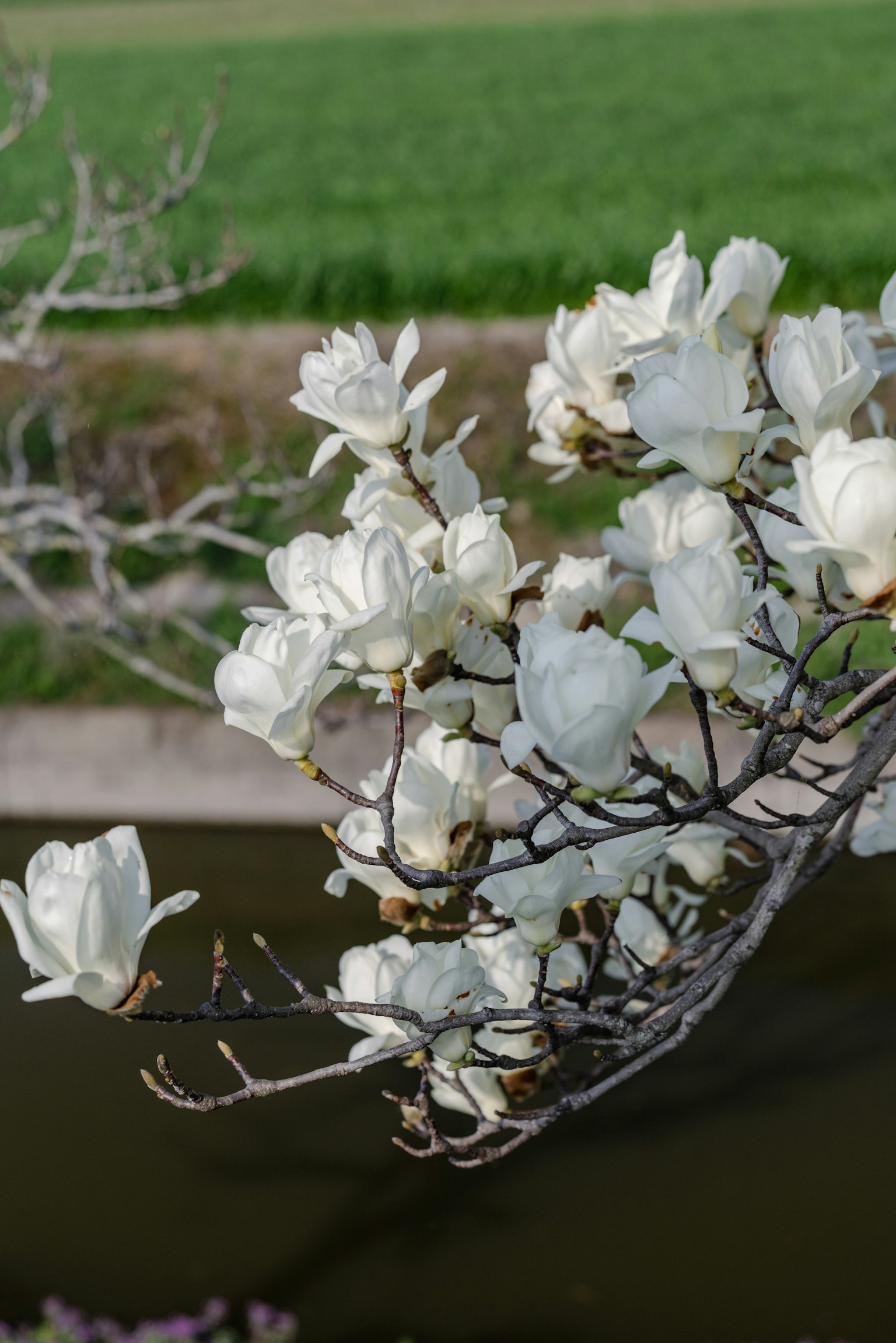 Kedekatan bunga magnolia putih yang mekar di cabang dengan latar belakang ladang hijau