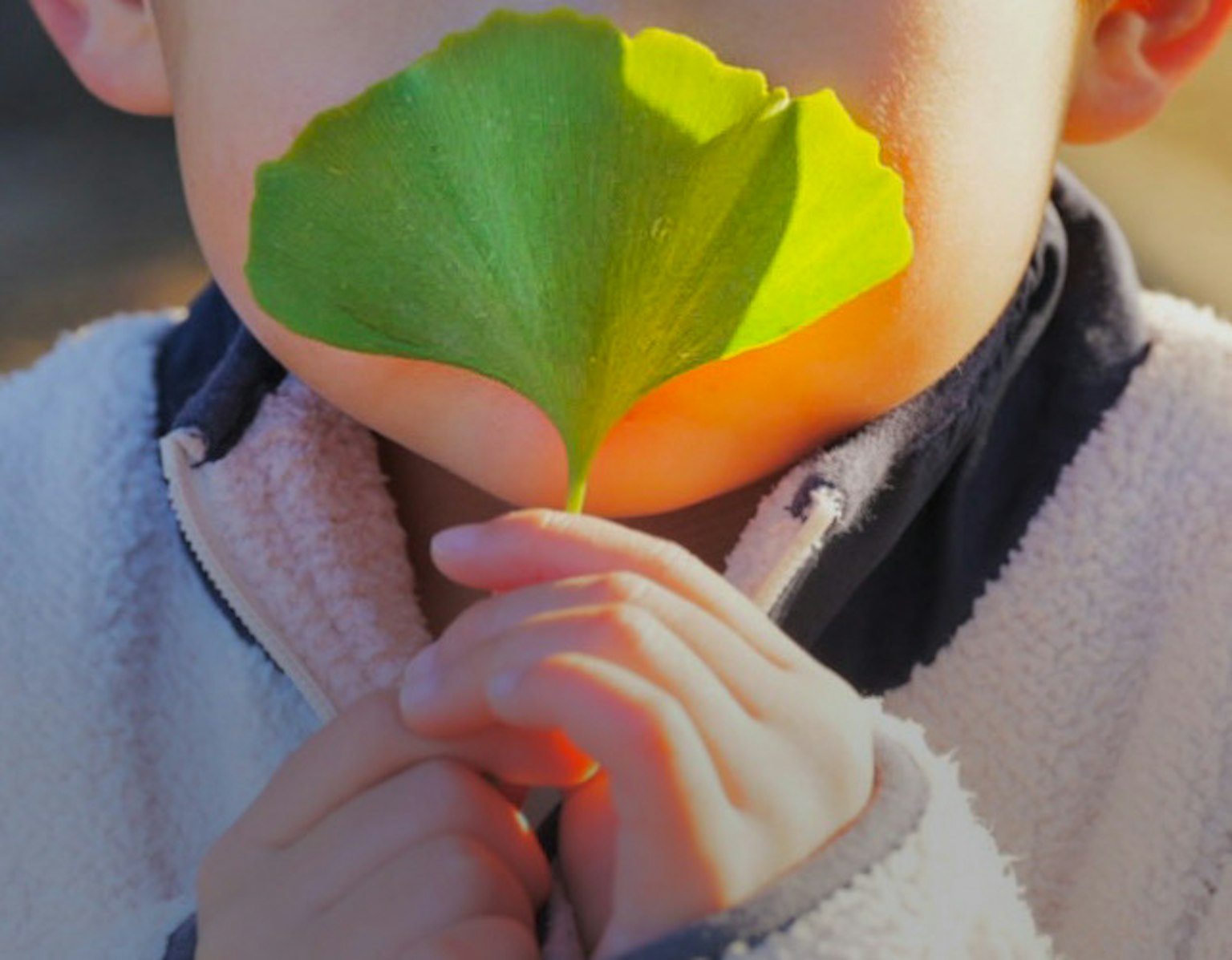 Enfant tenant une feuille de ginkgo devant sa bouche