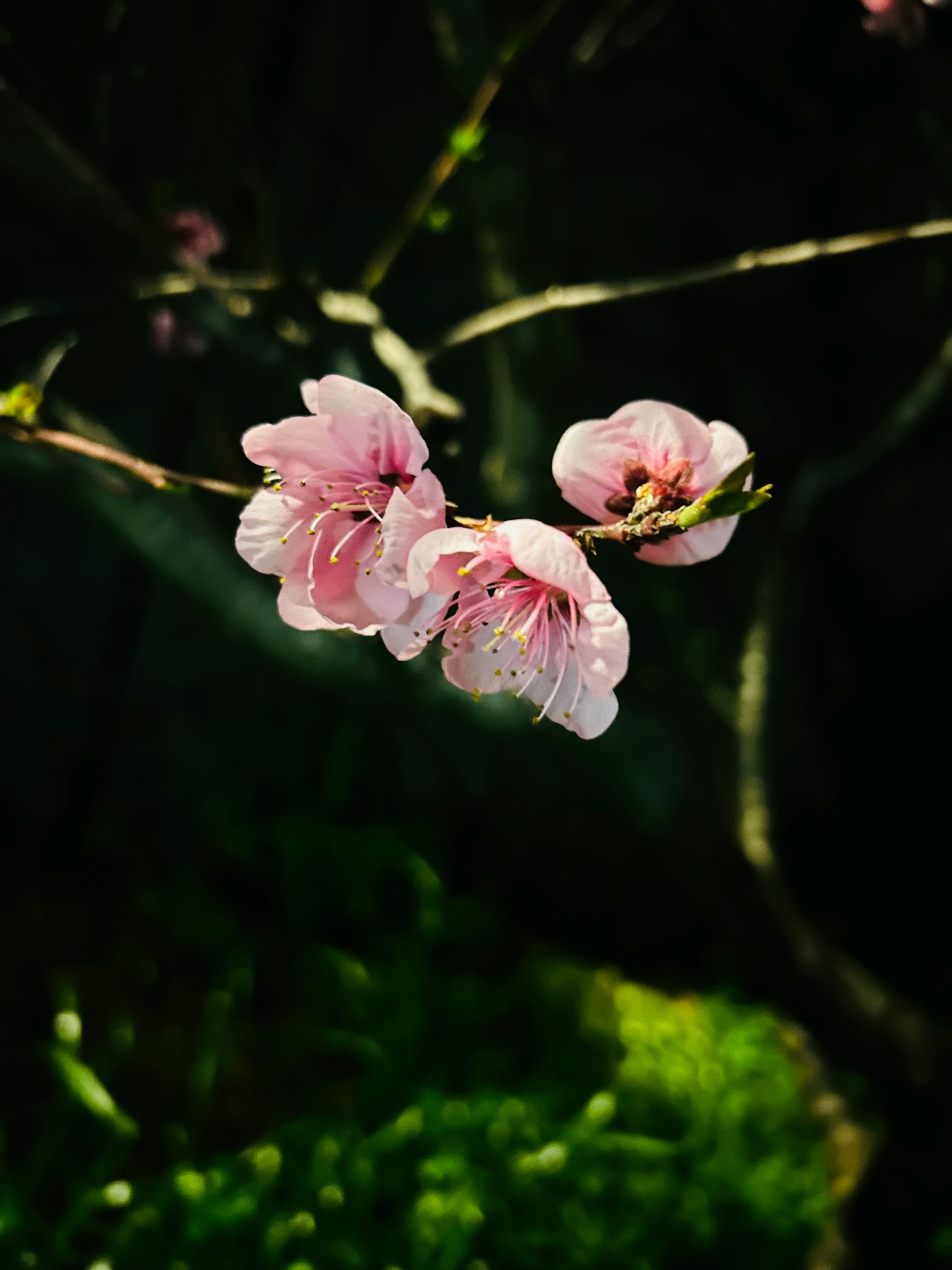 Primo piano di delicati fiori rosa su un ramo