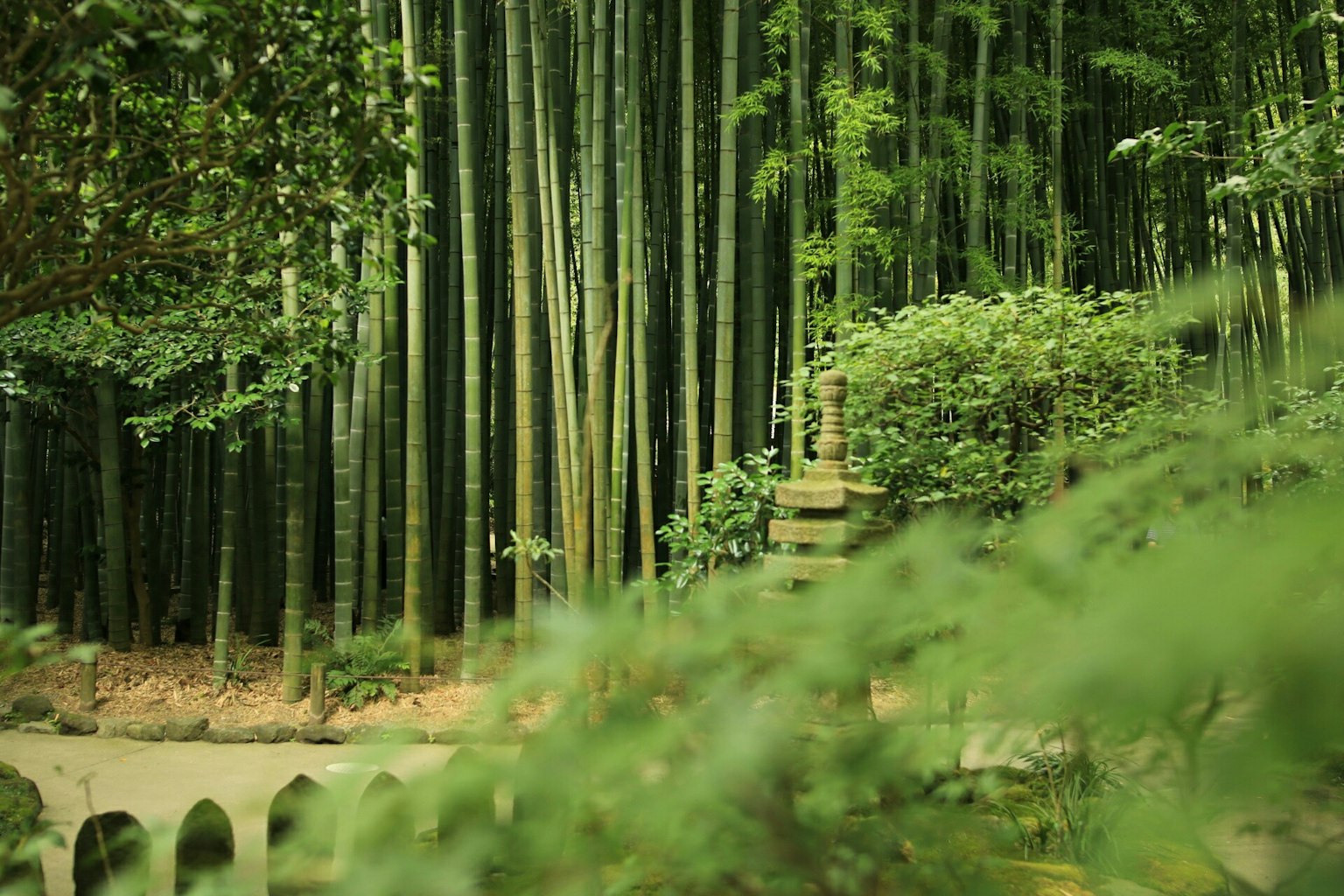 Escena de jardín serena con un bosque de bambú y vegetación exuberante