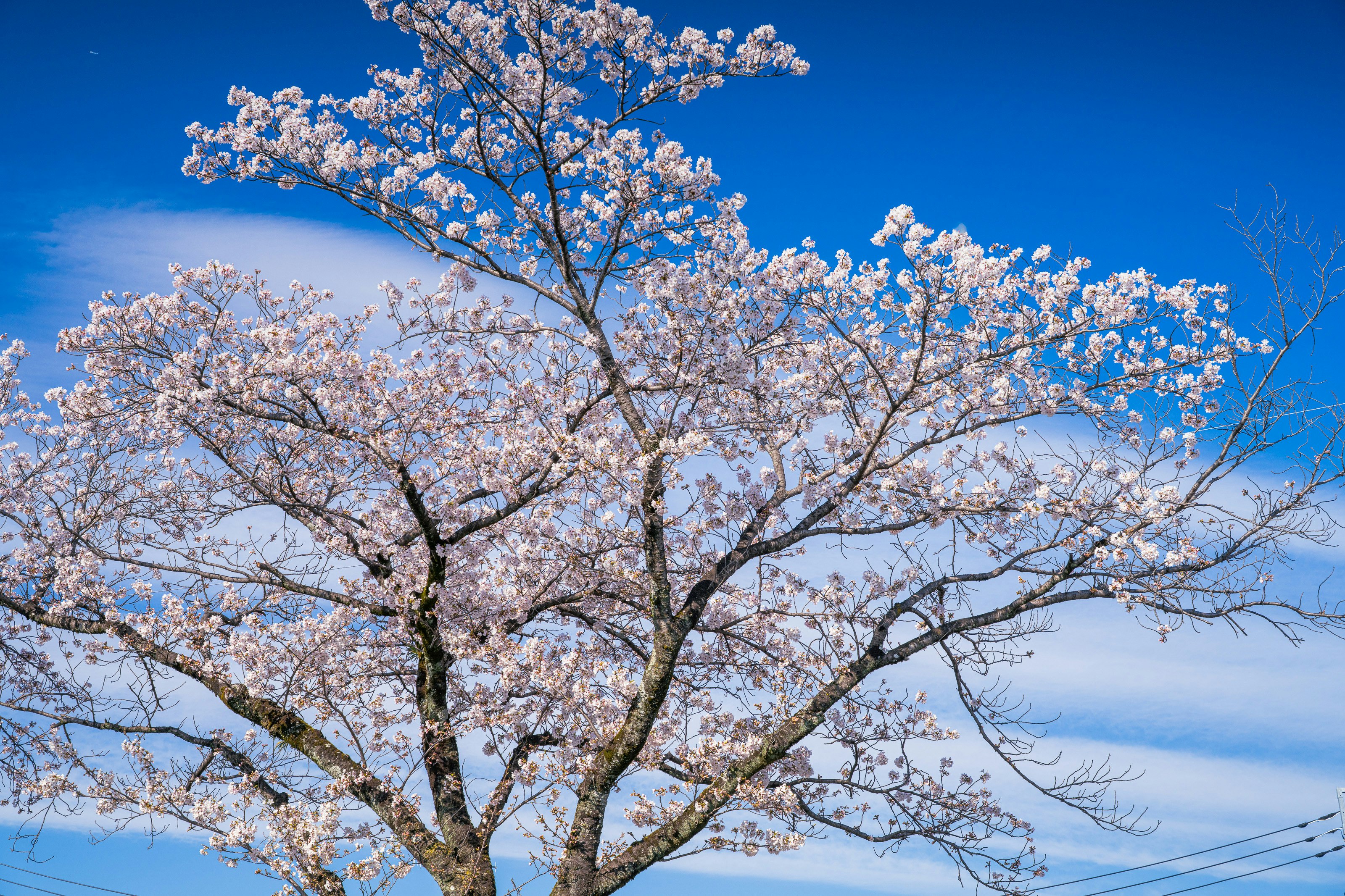 青空に映える桜の枝ぶり