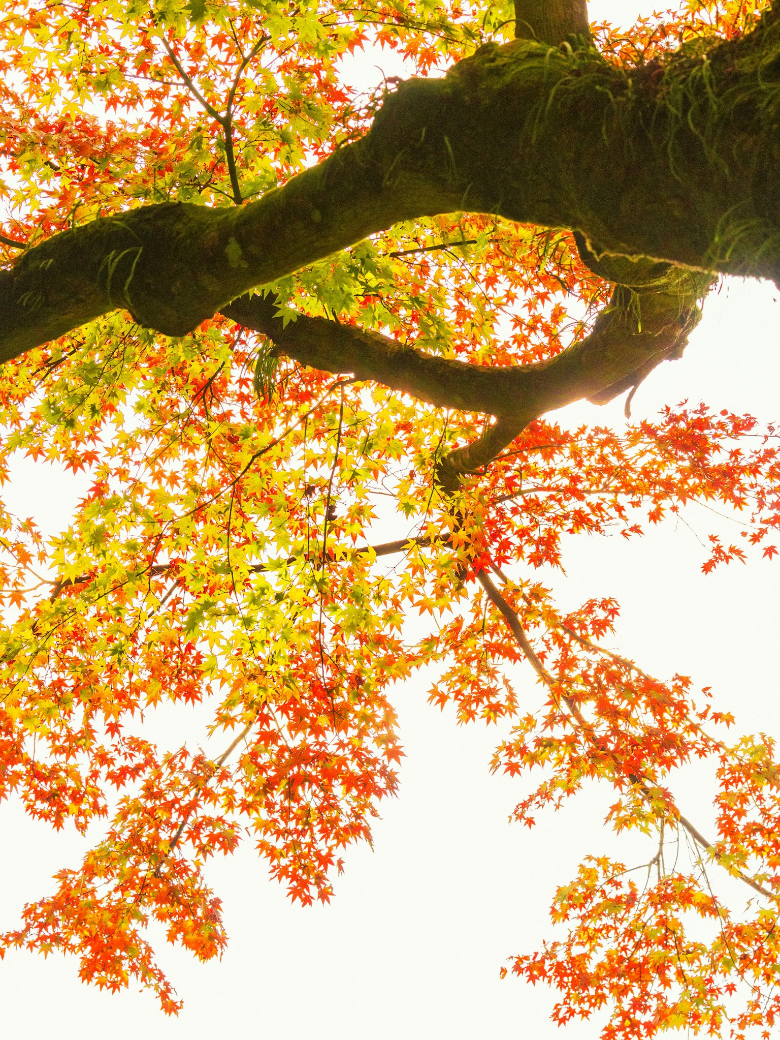 Vista da sotto un albero con foglie autunnali colorate