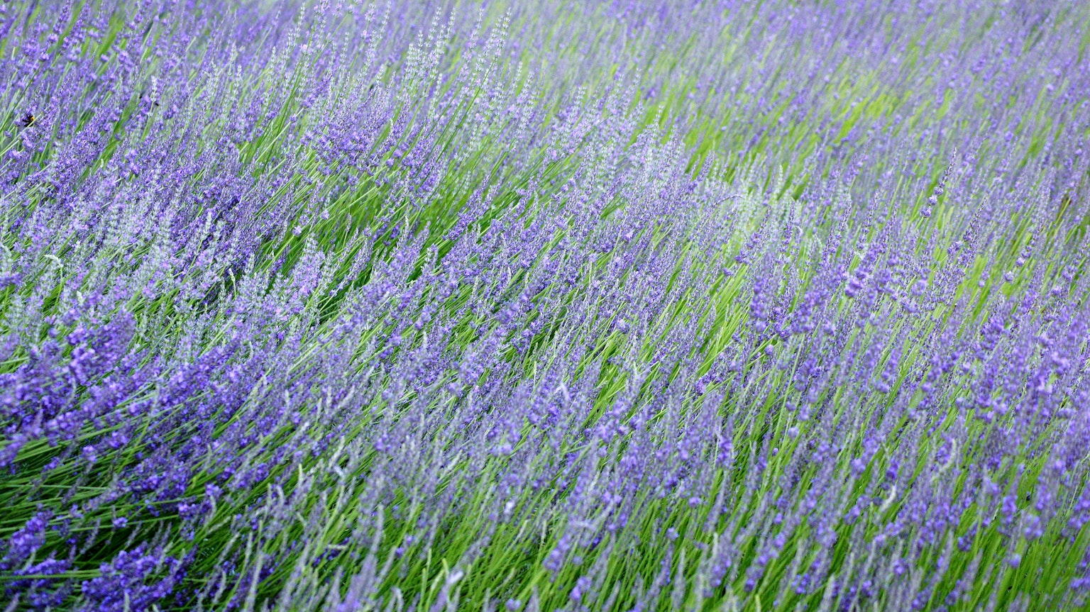 Ladang lavender yang indah dengan gelombang hijau dan ungu