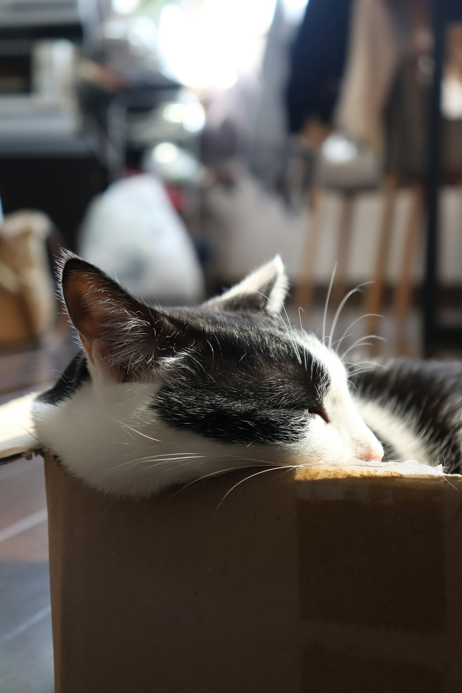 箱の中で眠る白黒の猫のクローズアップ