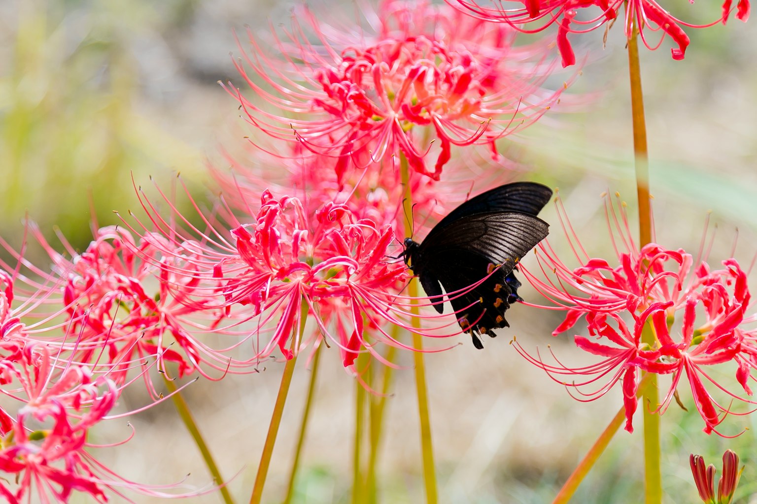 Un papillon noir se nourrissant de lys araignées roses
