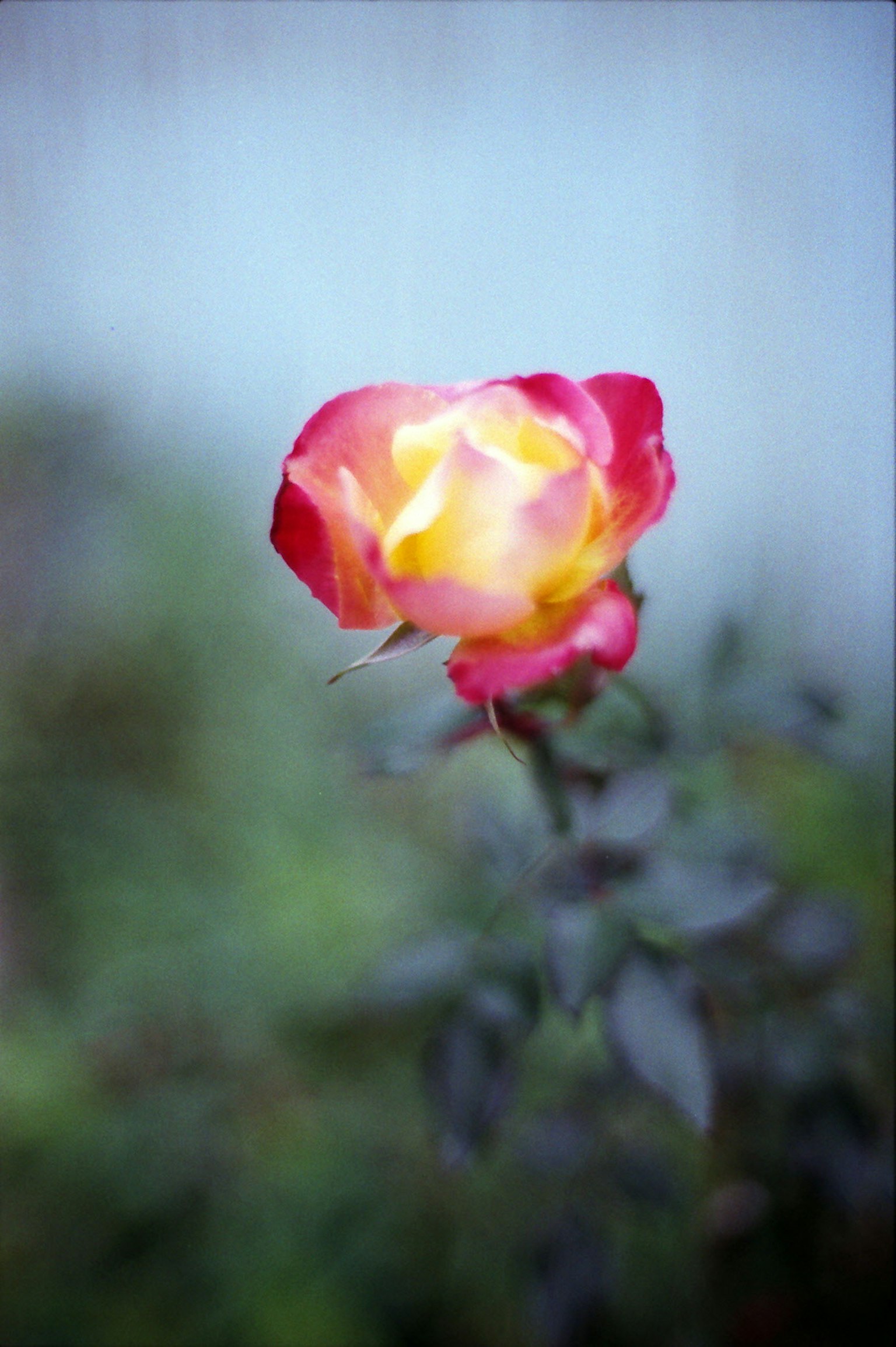 Una rosa roja y amarilla vibrante destaca sobre un fondo azul suave