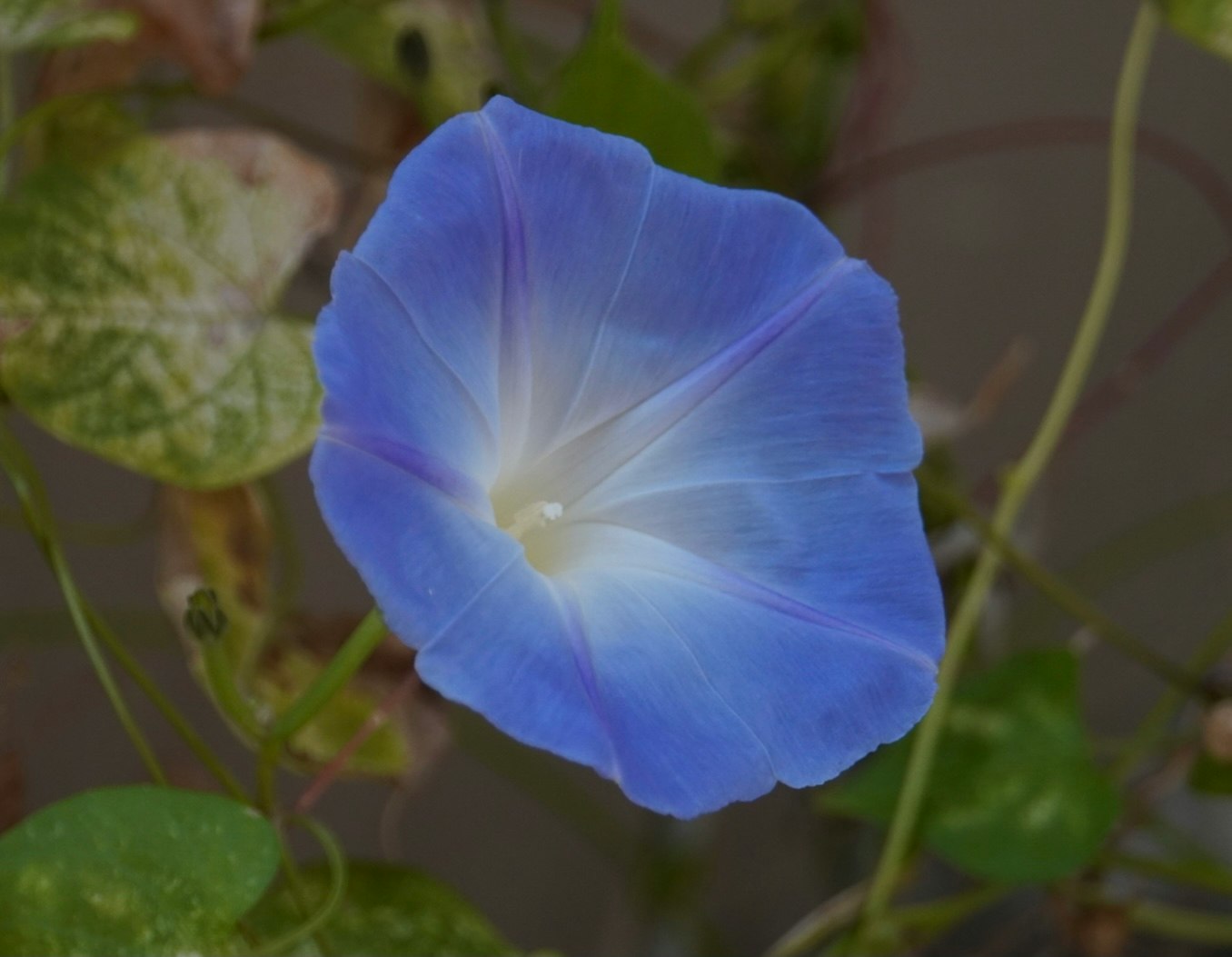 藍色牽牛花與藤蔓的花園特寫