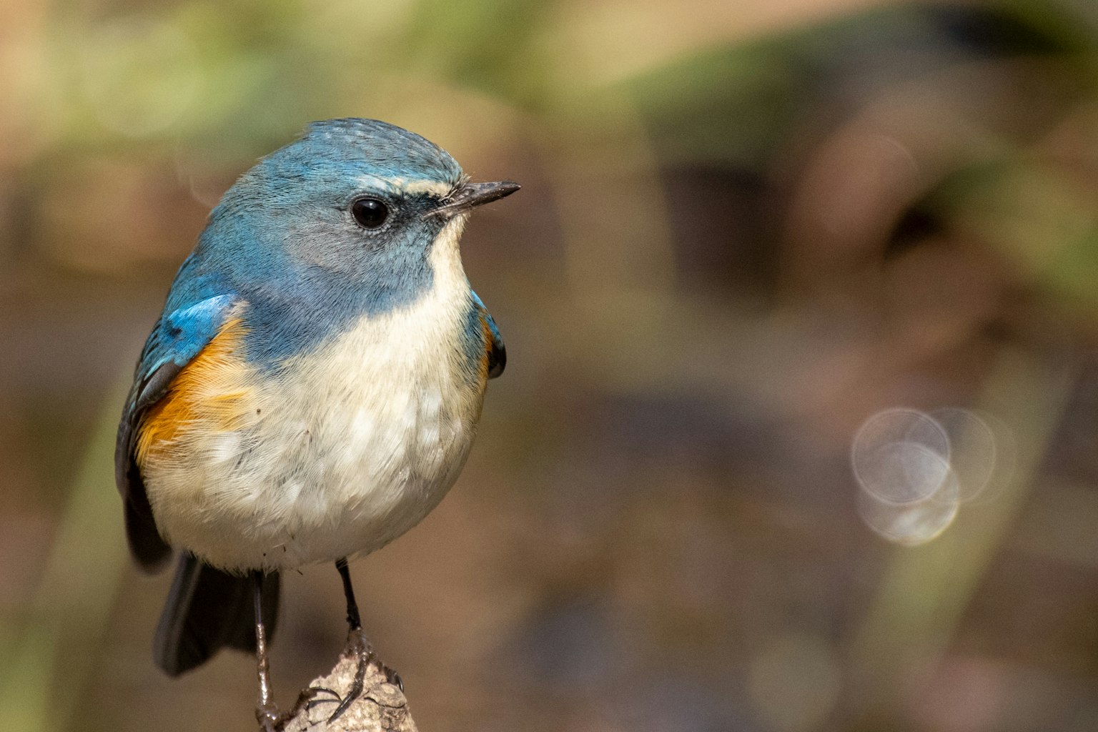 Un uccello piccolo con piume blu e pancia arancione posato su un ramo