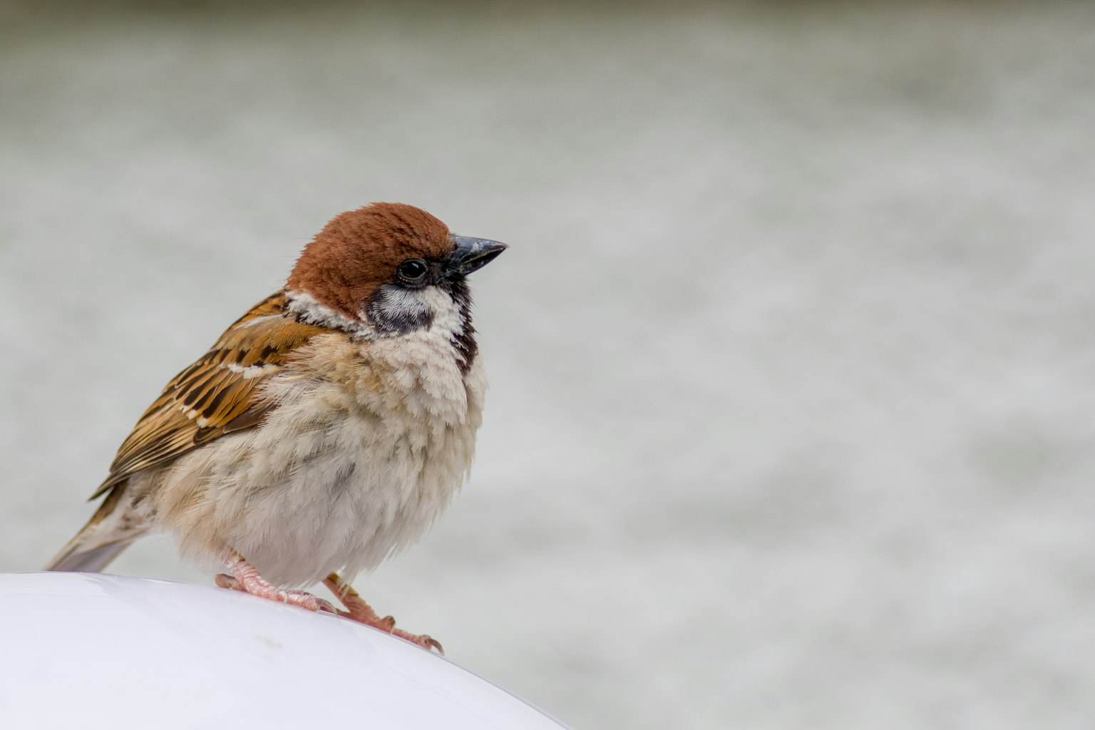 Ein Spatz mit braunem Kopf steht vor einem weißen Hintergrund