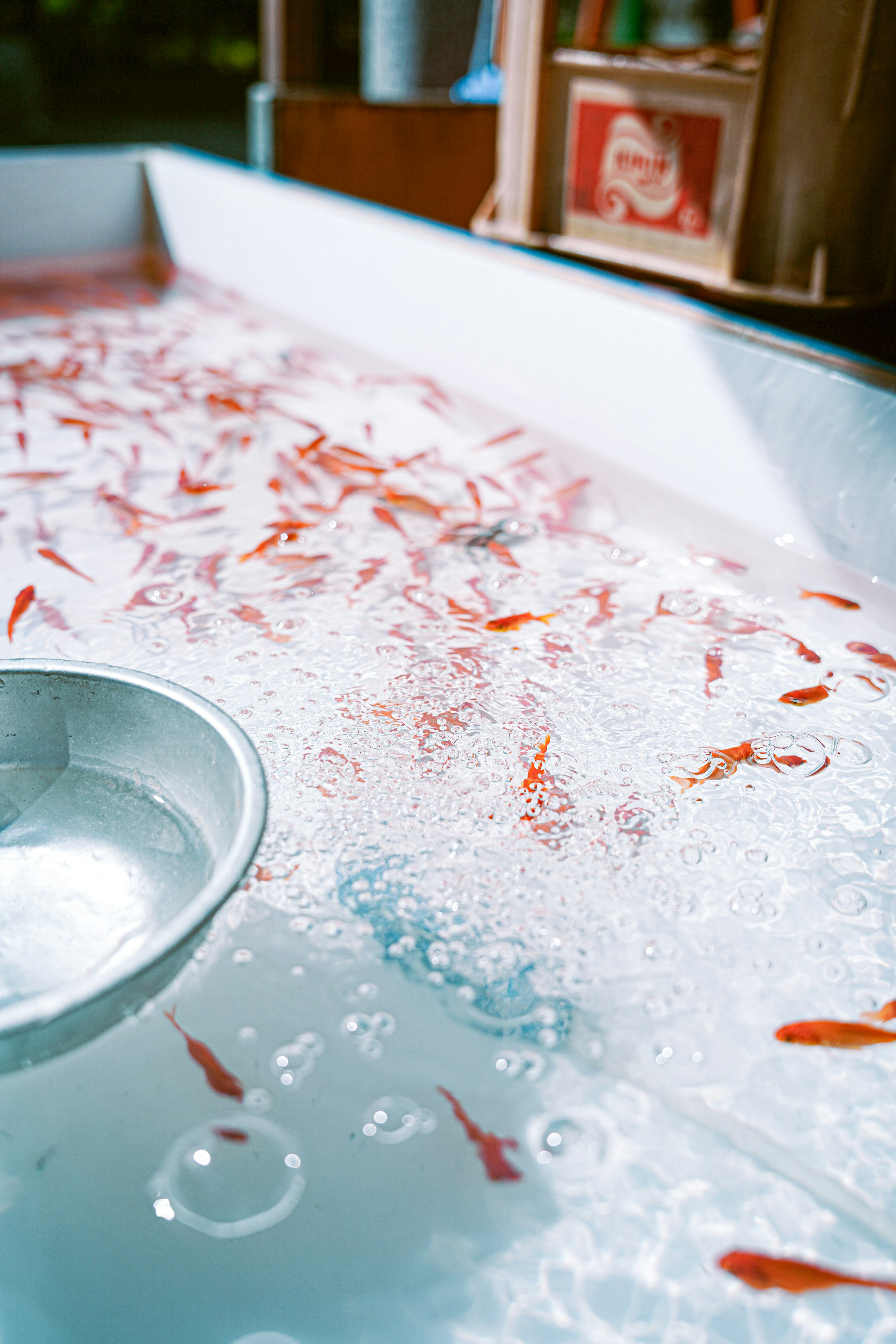 白色水槽中游動的金魚水面
