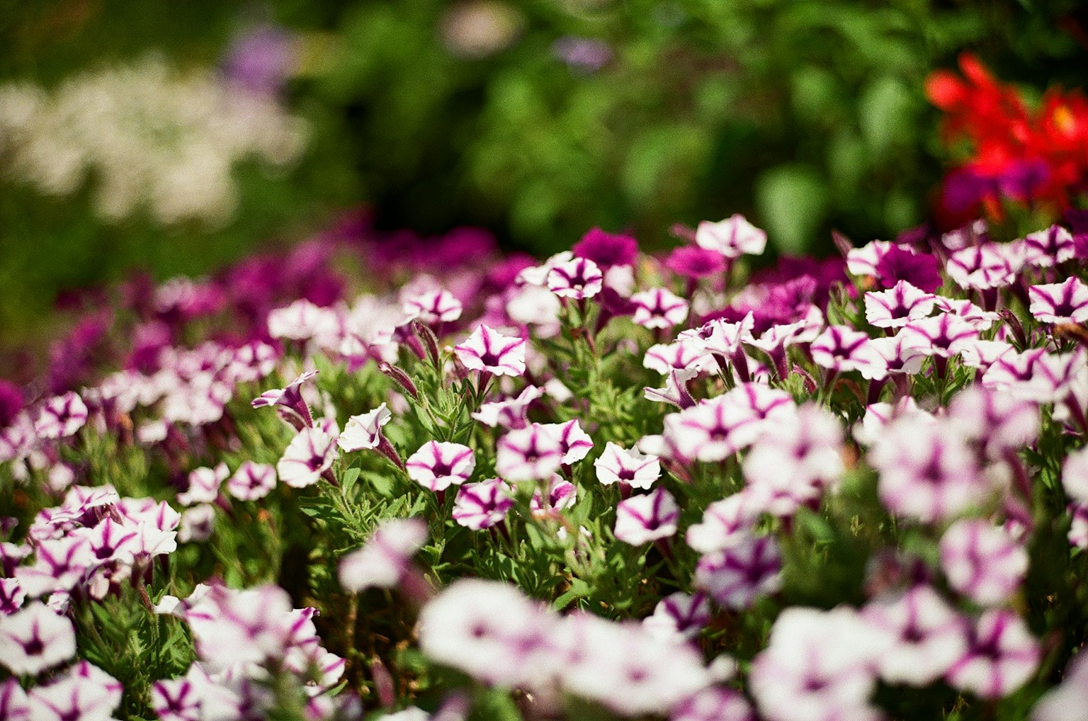 Jardin de fleurs vibrant avec des fleurs roses et violettes