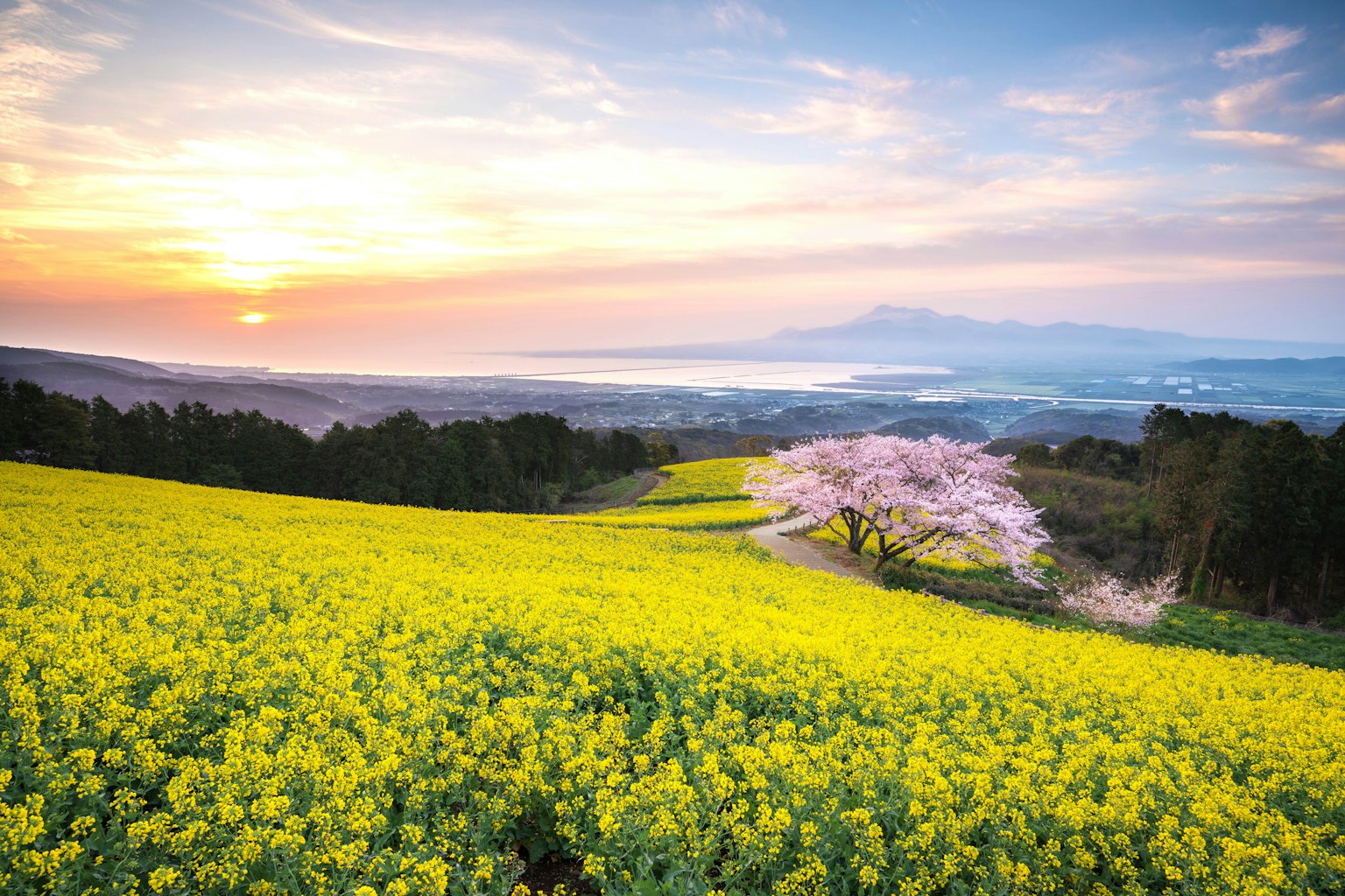 櫻花樹與黃色油菜花在夕陽下的風景