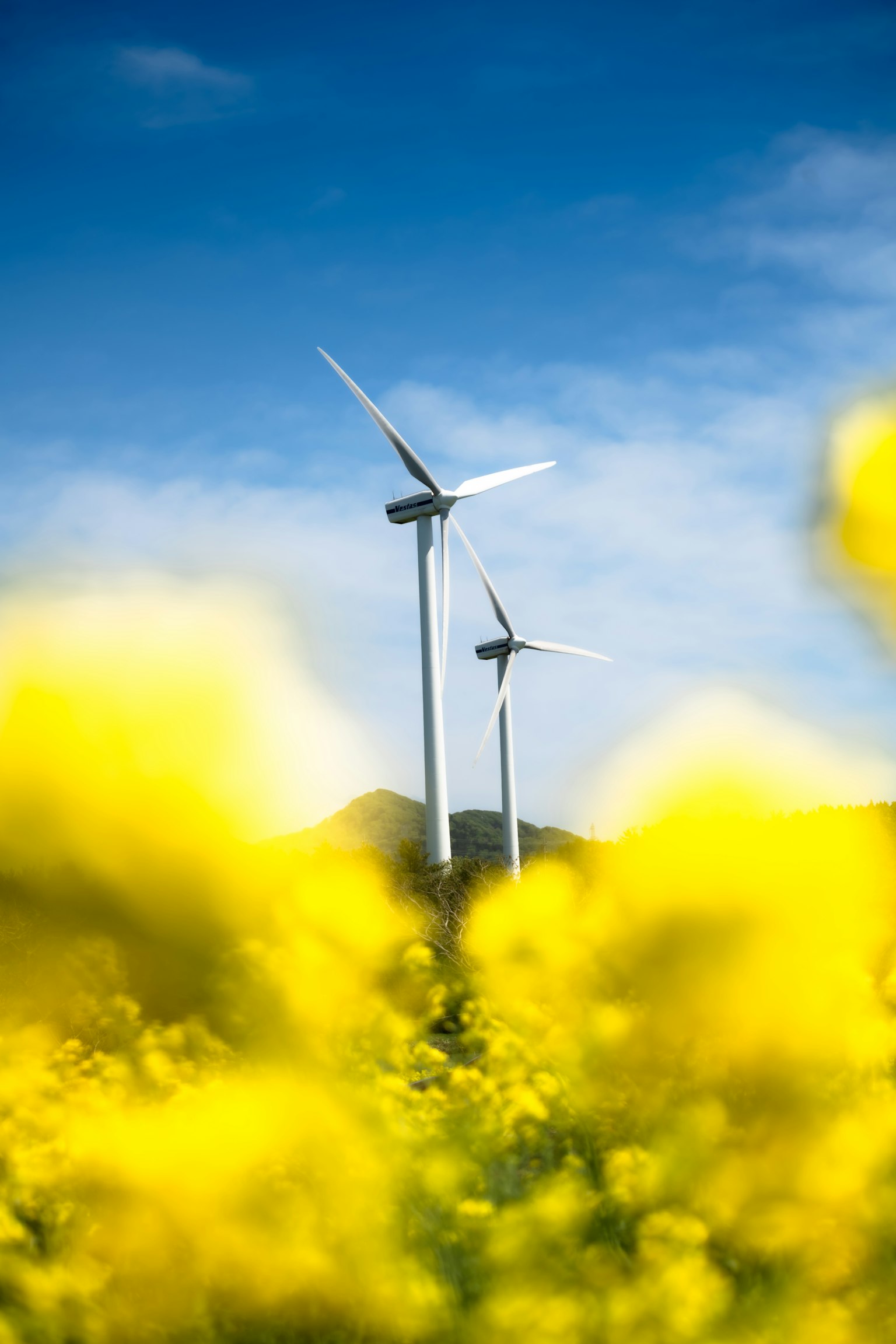 藍天下黃色花田中的風力發電機