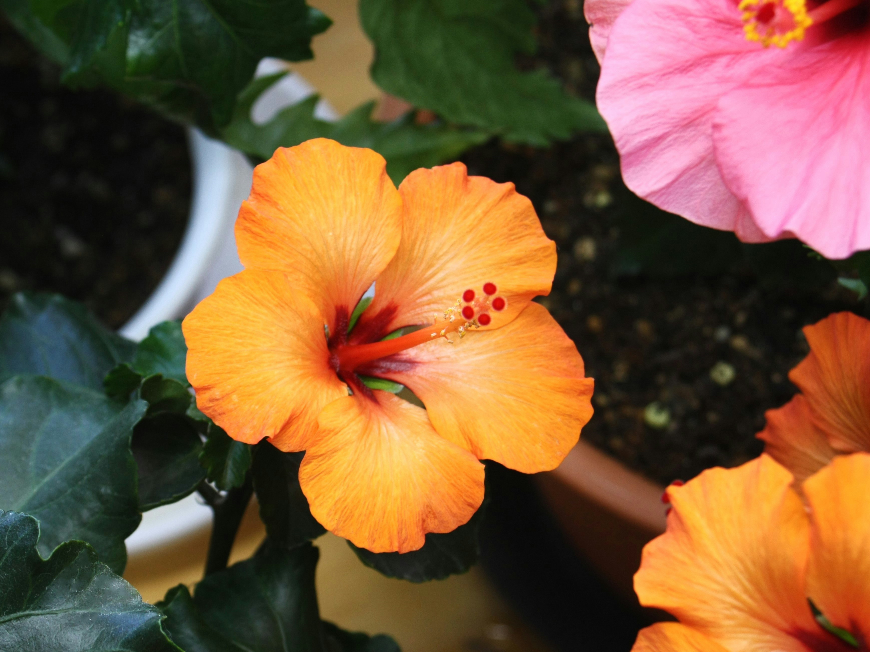 オレンジとピンクのハイビスカスの花のクローズアップ
