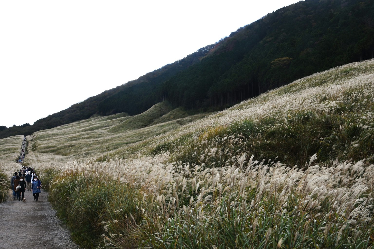 Sendero de senderismo pintoresco a través de un campo de hierba con flores blancas y colinas verdes al fondo